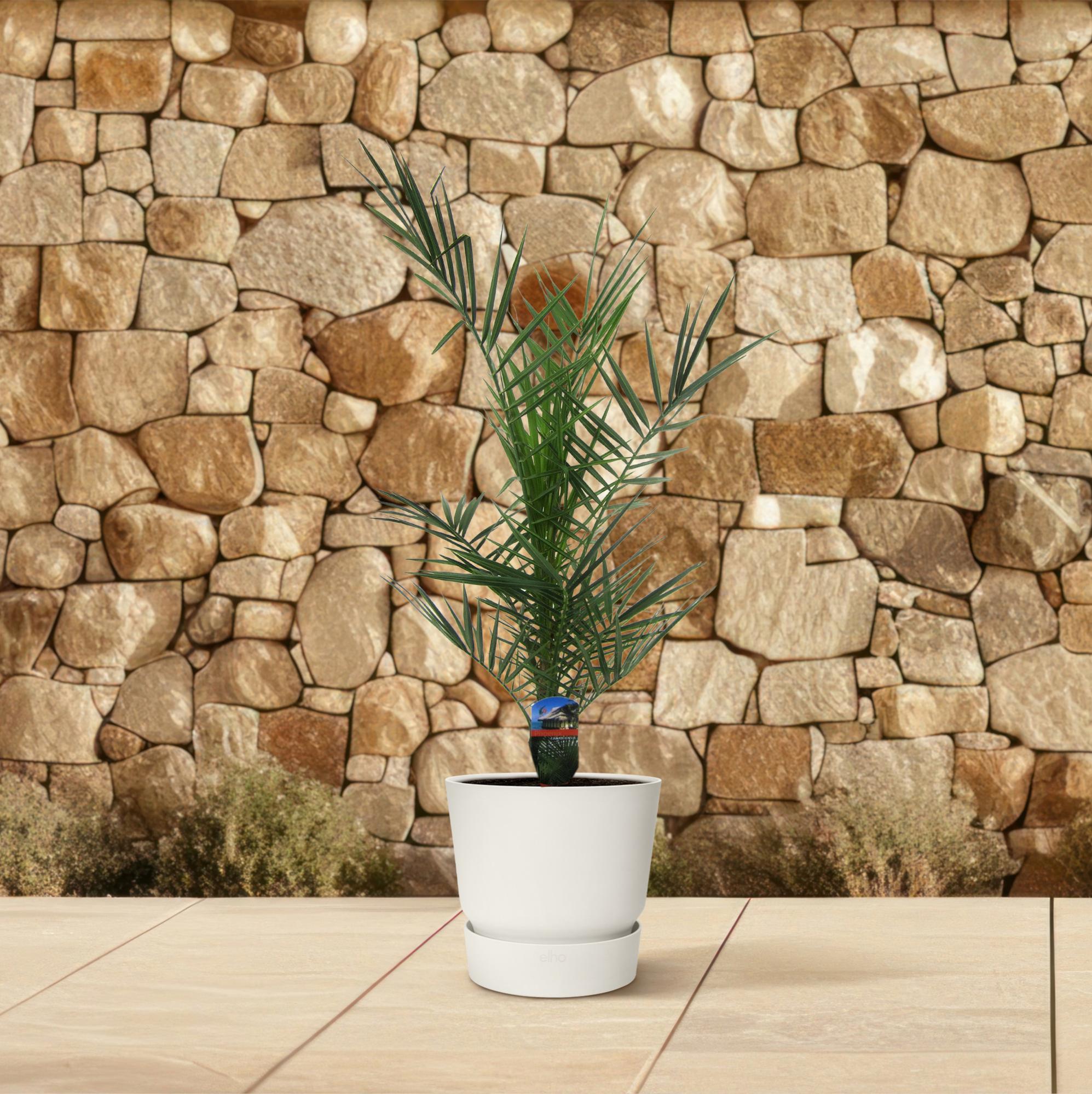 Kanarische Dattelpalme - Phoenix Canariensis | 80 cm | Ø15cm