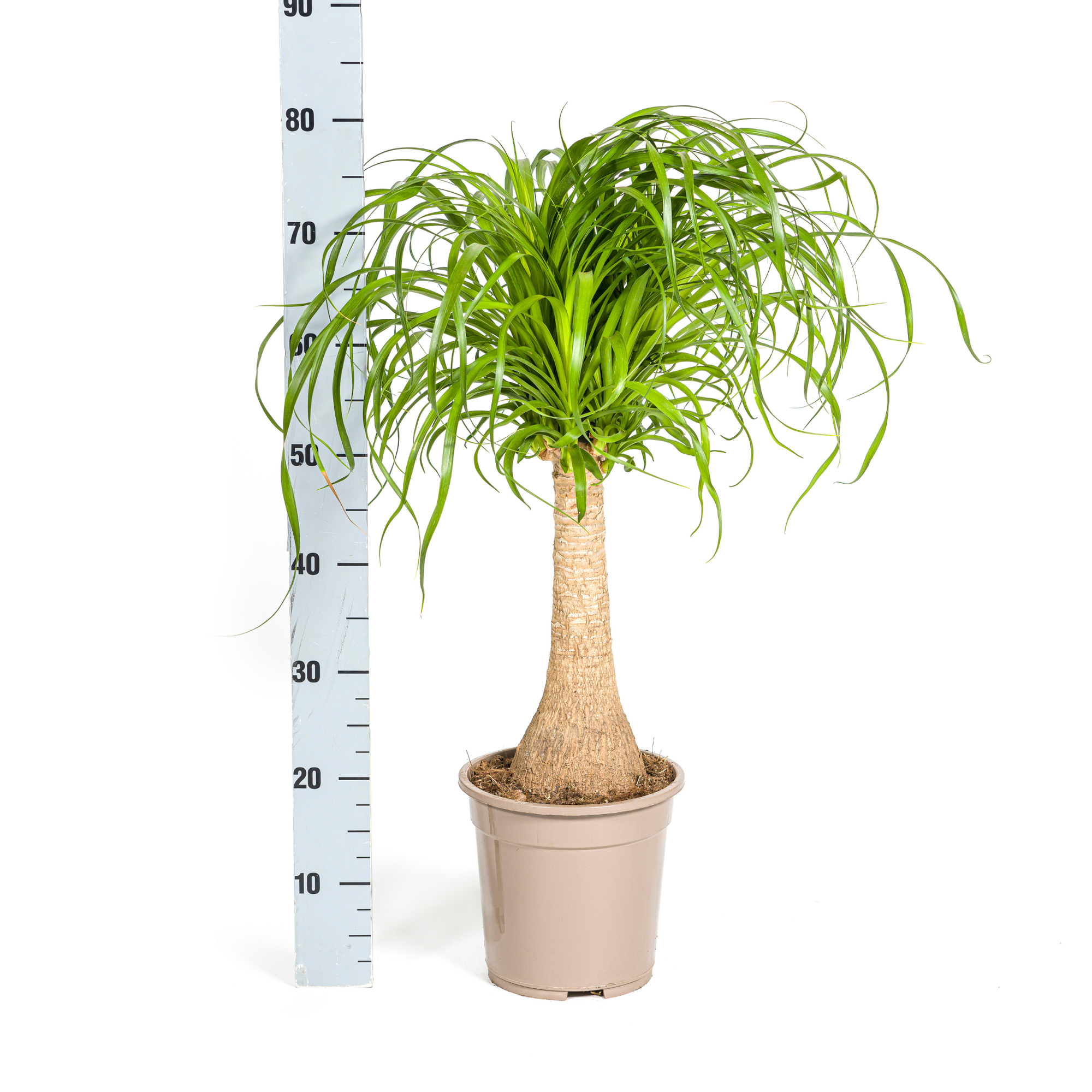 Elefantenfuß – Beaucarnea Recurvata | 60–80 cm | Ø21 cm