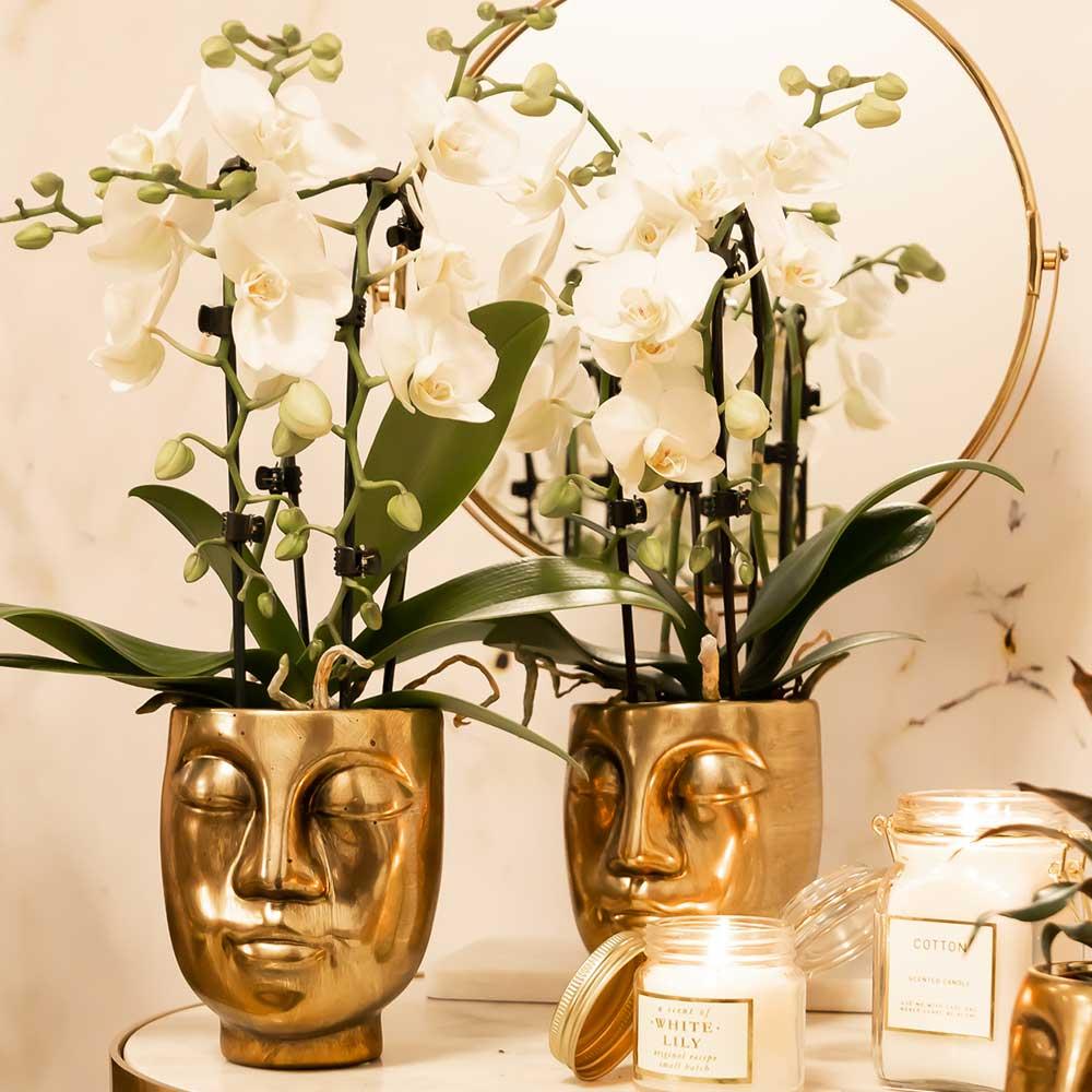 Weiße Phalaenopsis-Orchidee - Niagara Fall - Topfgröße Ø9cm | blühende Zimmerpflanze - frisch vom Züchter