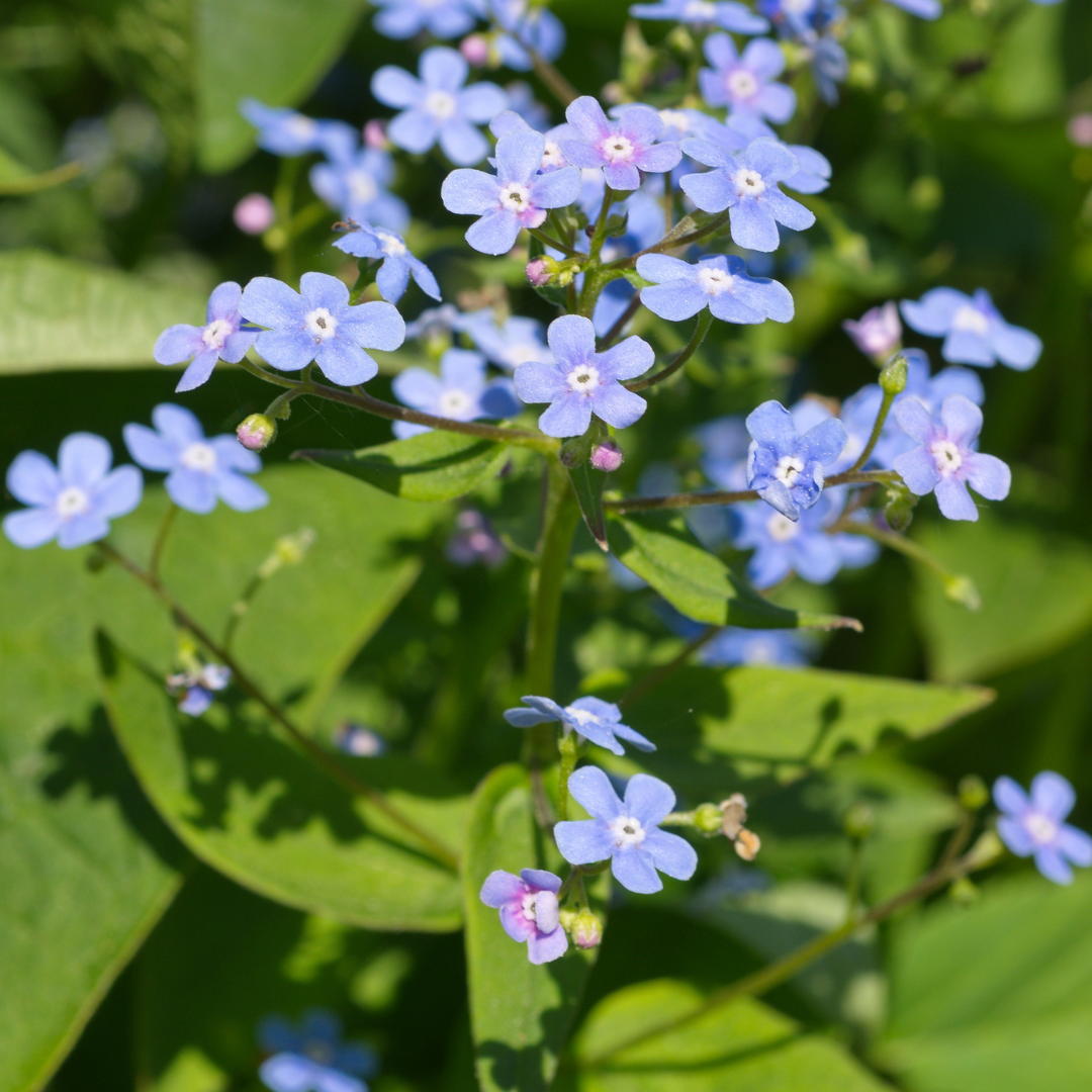 48x Kaukasisches Vergissmeinnicht - Brunnera macrophylla | 10-25 cm | Ø9 cm
