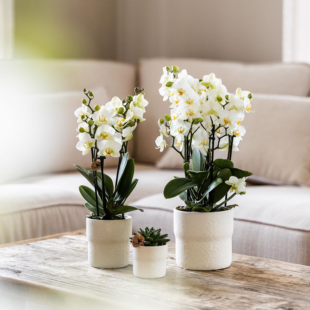 Weiße Phalaenopsis-Orchidee - Lausanne - Topfgröße Ø9cm | Blühende Zimmerpflanze - frisch vom Züchter