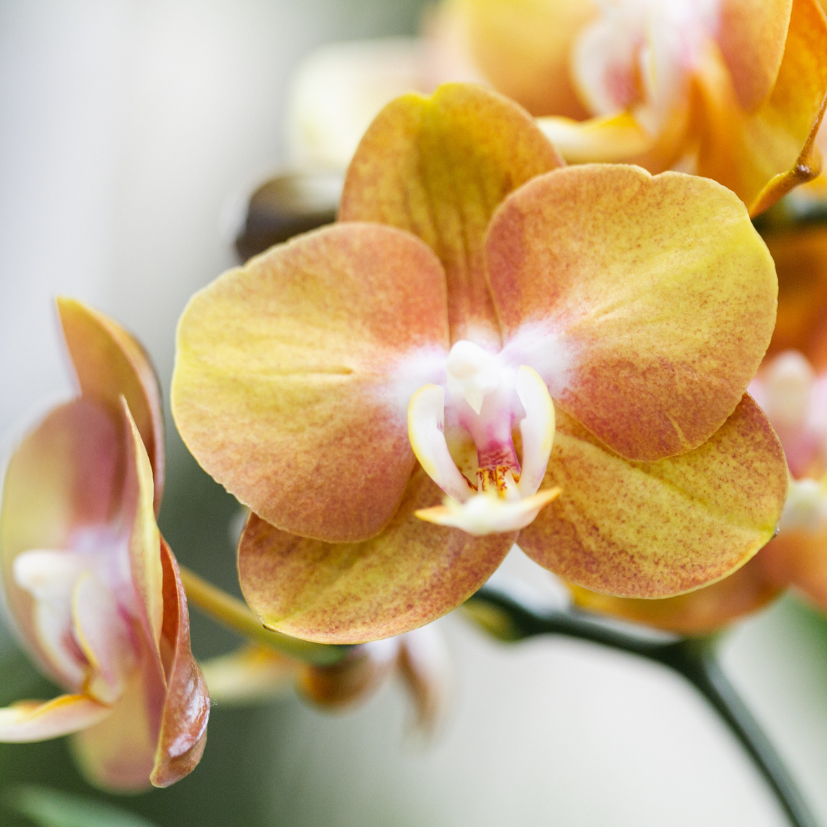 Orange-goldene Phalaenopsis-Orchidee - Jewel Las Vegas - Topfgröße Ø12cm | blühende Topfpflanze - frisch vom Züchter