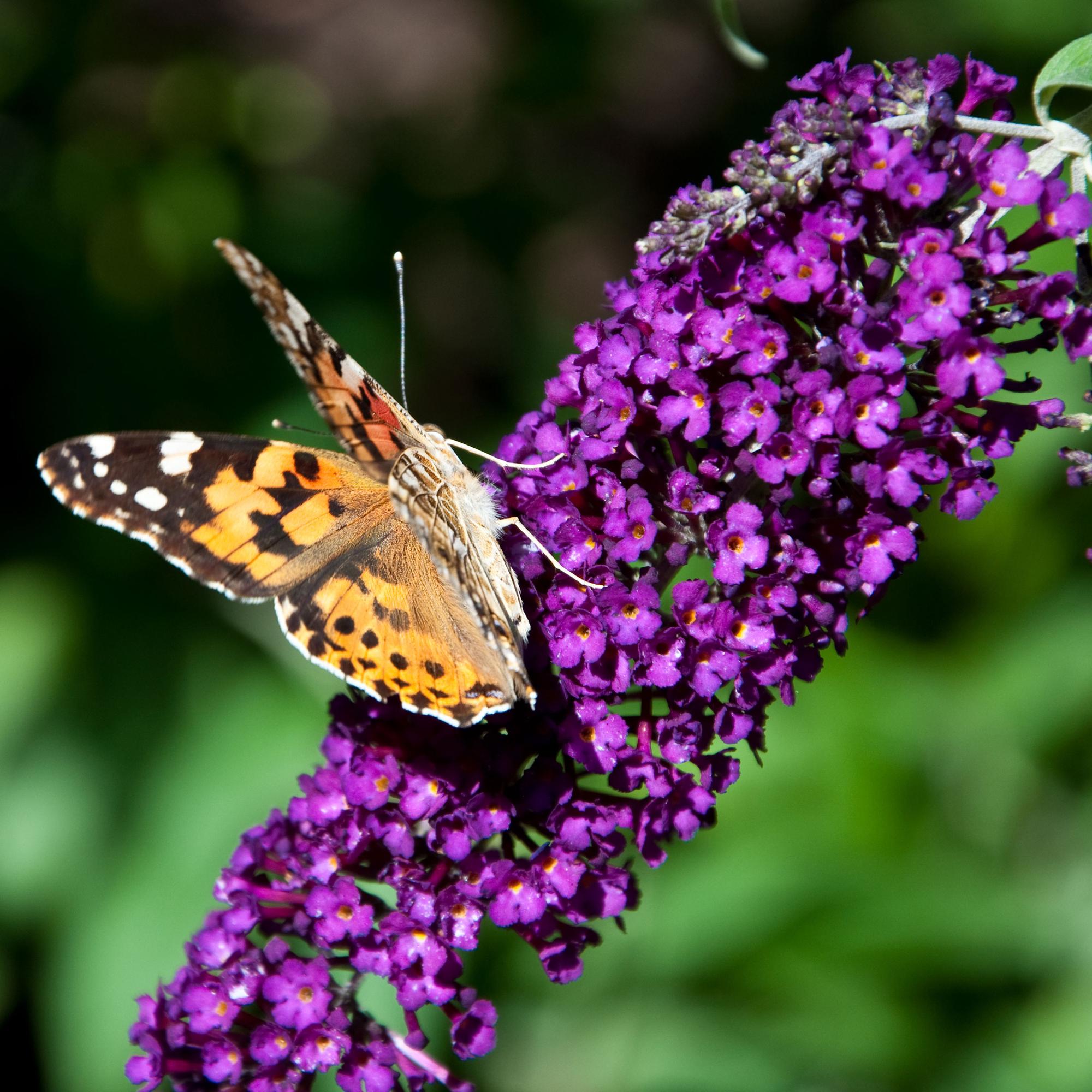 Sommerflider - Schmetterlingsstrauch - Buddleja davidii Purple Emperor | Topf 17cm Höhe 25cm