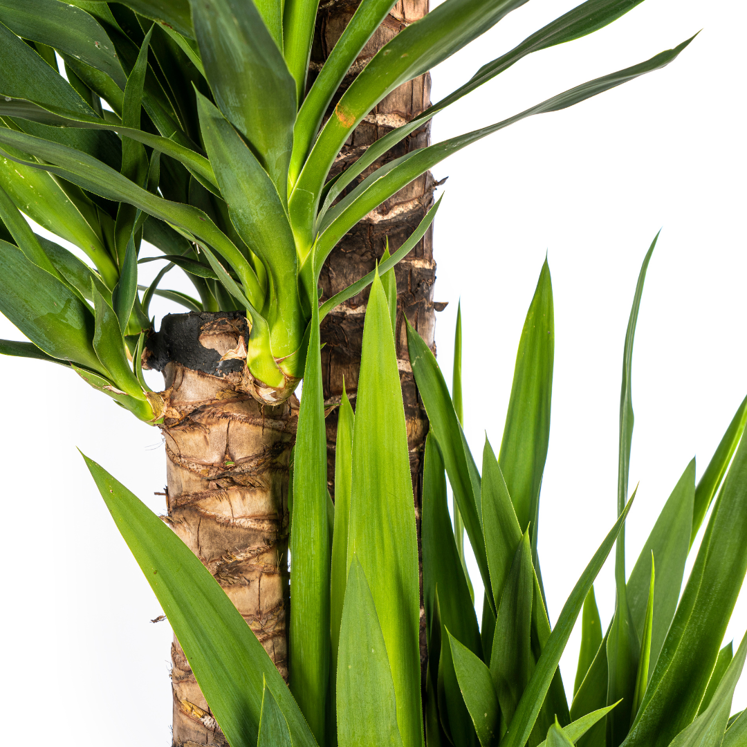Yuccapalme - Palmlilie - Yucca Elephantipes | 150 - 170cm | Ø27cm