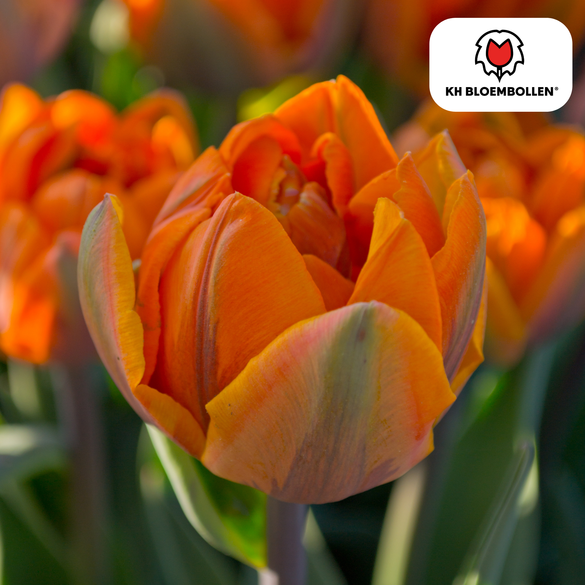 Tulpenzwiebeln Icoon – 20 Stück | Größe 11/12