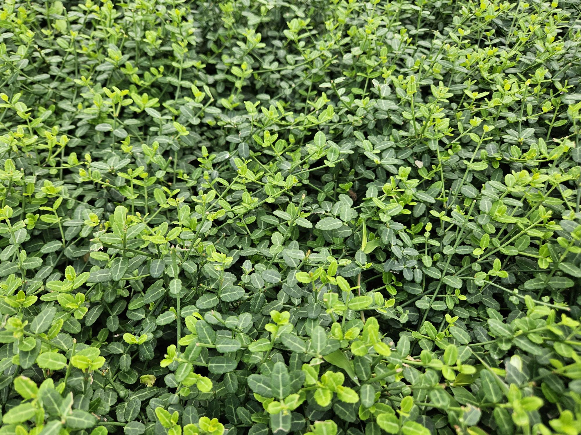 24x Zwergspindelstrauch - Euonymus fort. 'Minimus' | 10-25cm | Ø9cm