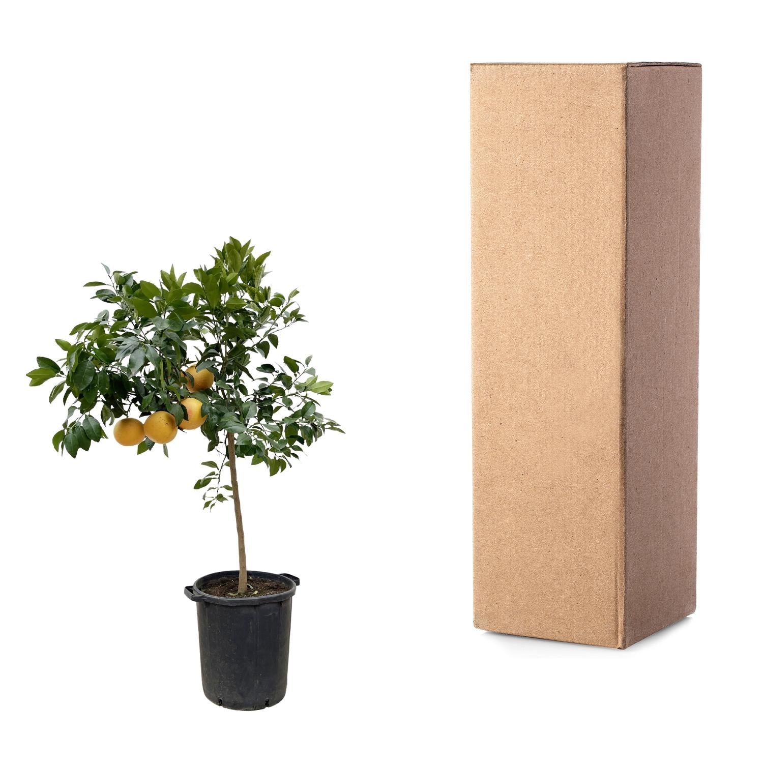 Grapefruitbaum - Citrus Pompelmo | 150 cm | Ø40 cm