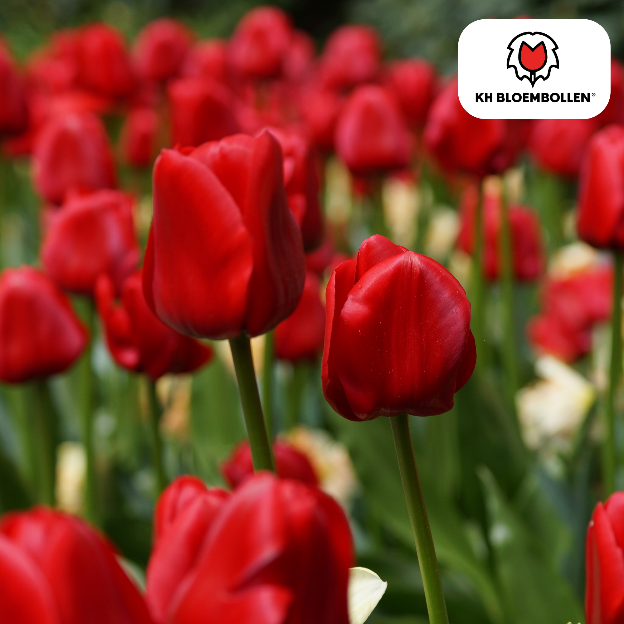 Tulpe Seadov – Tulipa Seadov | ca. 45–50 cm | 20 Zwiebeln Größe 11/12