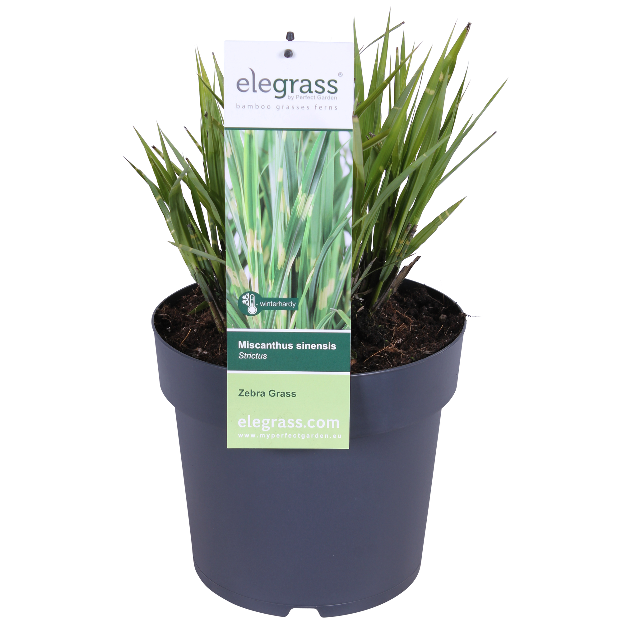 Japanisches Silbergras – Miscanthus sinensis Strictus | 60 cm | Topf Ø23 cm