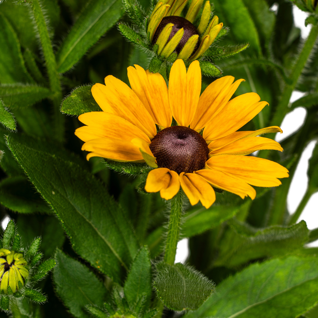 Sonnenhut - Rudbeckia Summerina | 45-60 cm | Ø19 cm