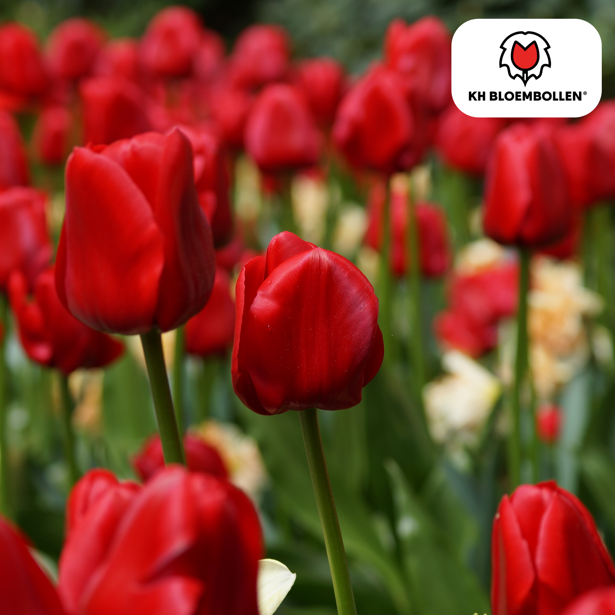 Tulpenzwiebeln – Ile de France | 20 Stück | Zwiebelgröße 11/12