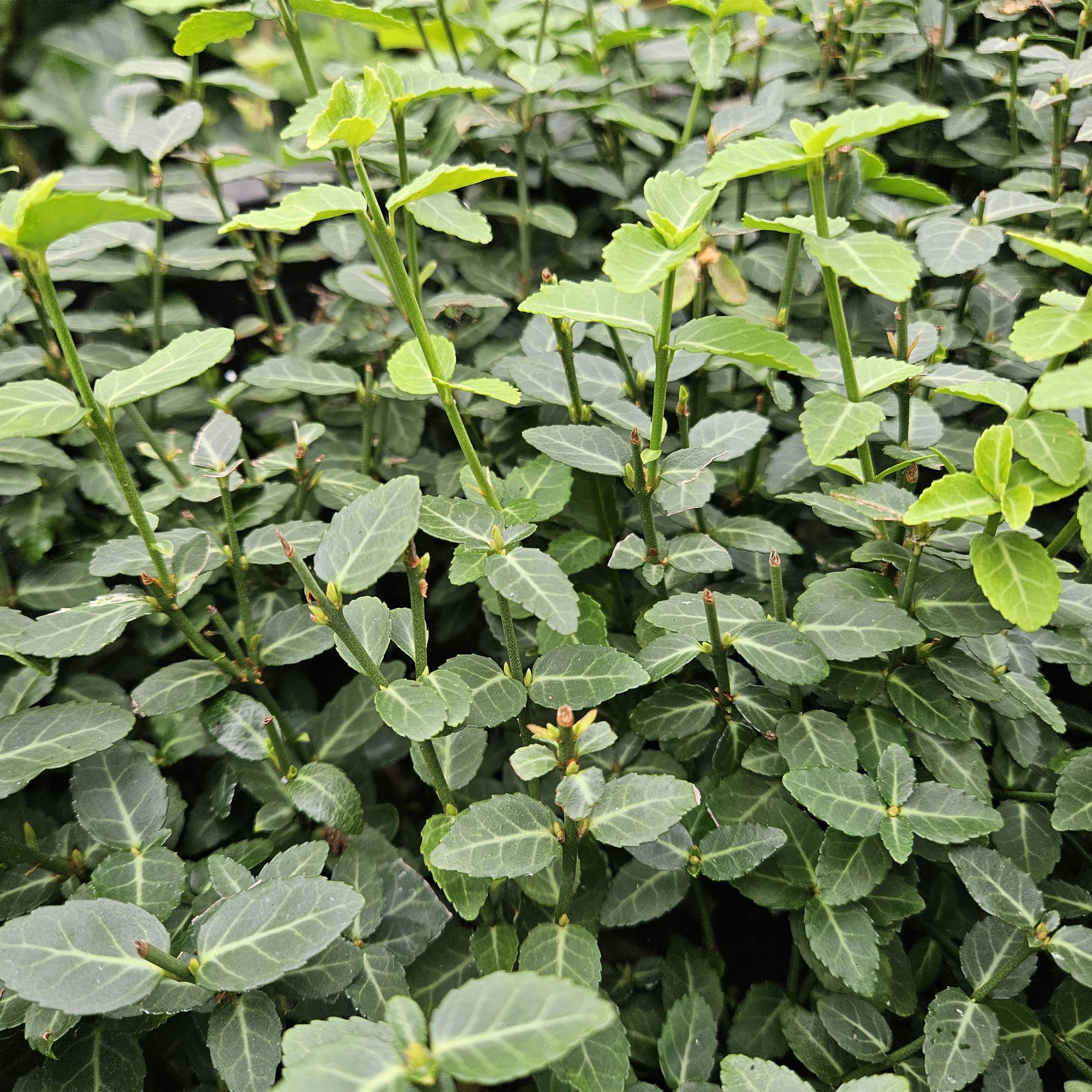 48x Rankender Spindelstrauch - Euonymus fortunei radicans | 10-25cm | Ø9cm