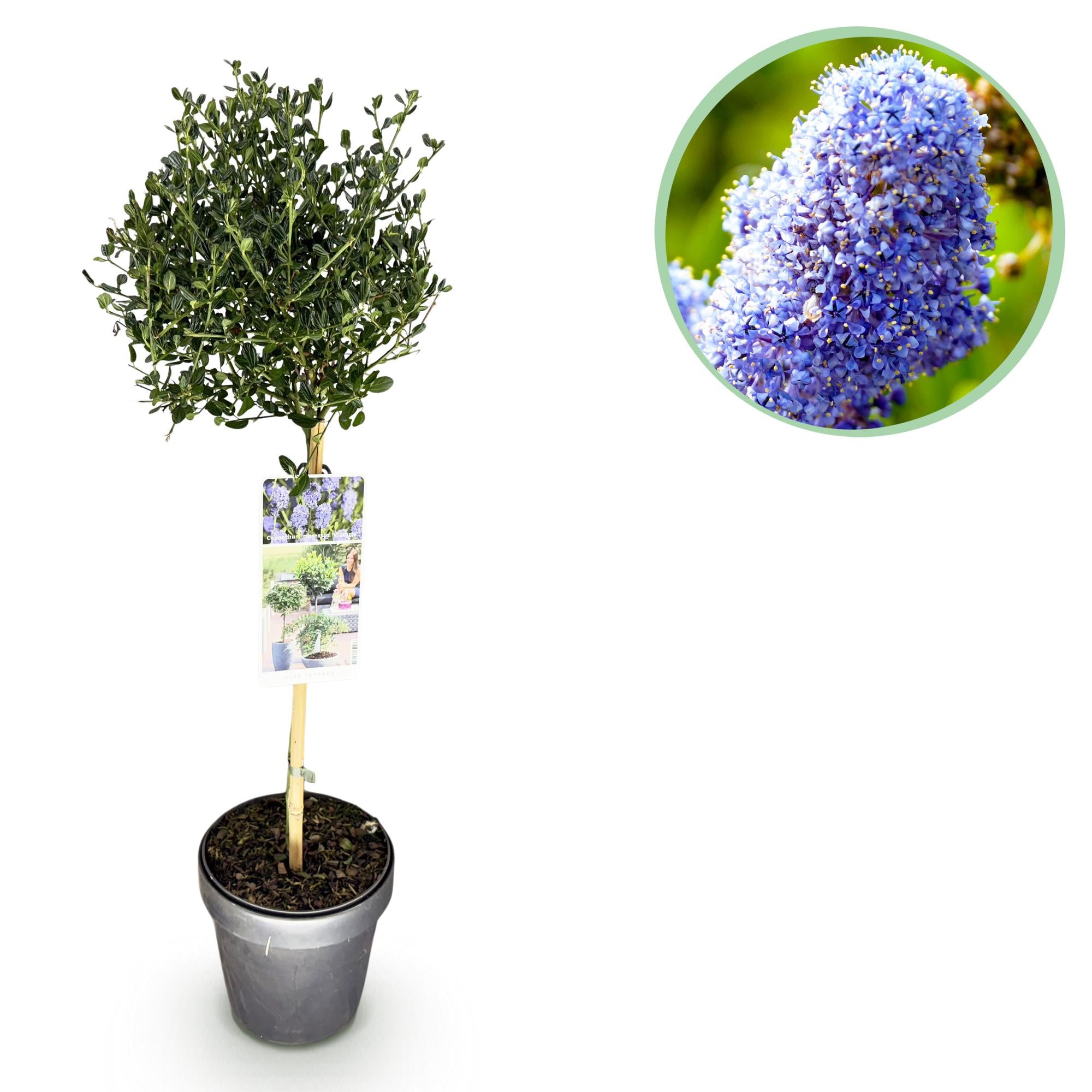 Kalifornischer Flieder – Ceanothus impressus 'Victoria' | 90 cm | Topfdurchmesser 19 cm