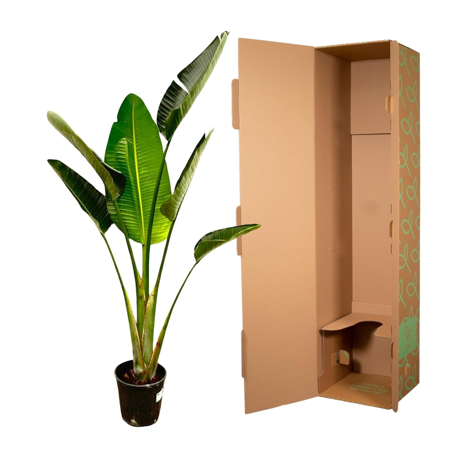 Strelitzia Augusta - Weiße Paradiesvogelblume | 180 cm | Ø30 cm