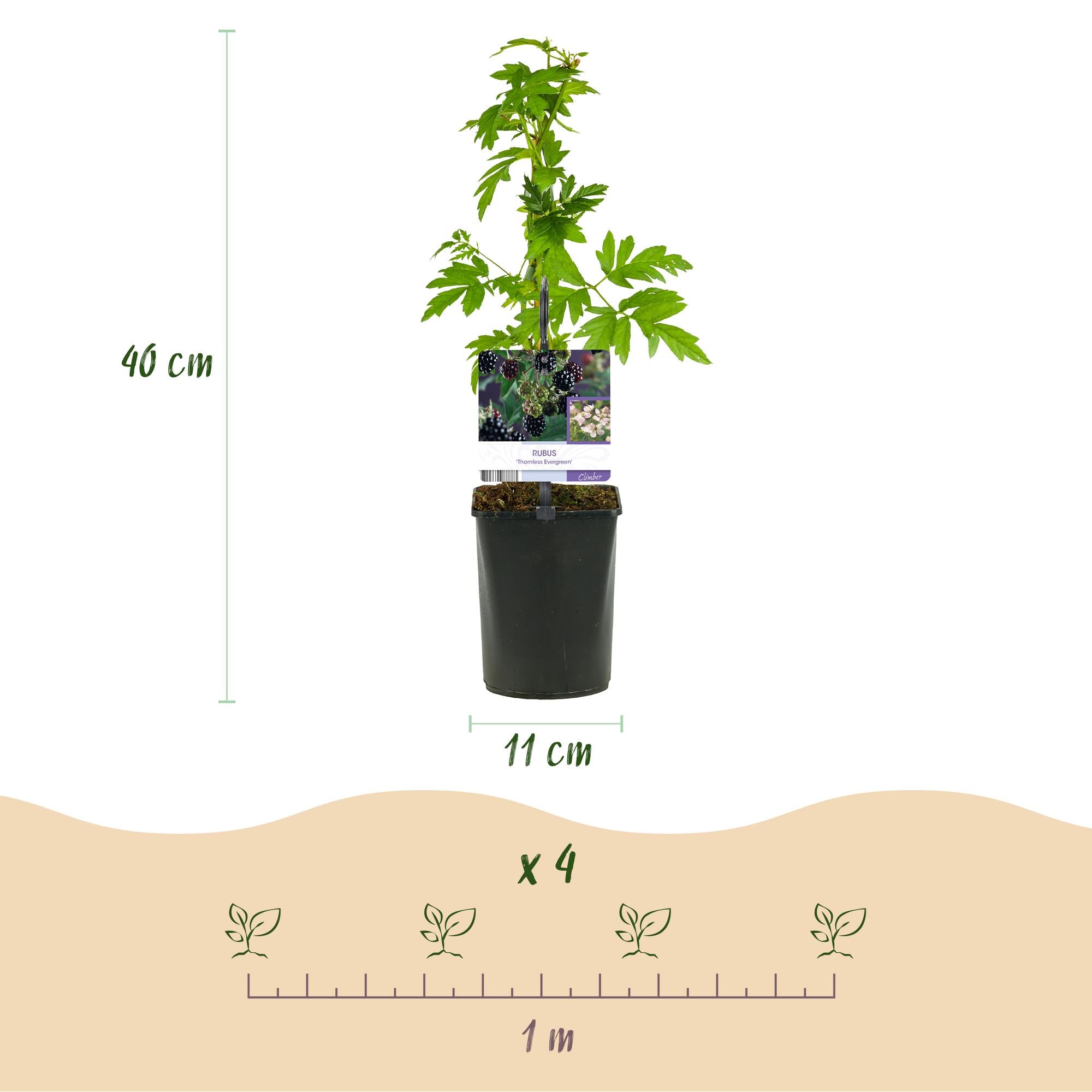2x Schwarze Brombeere - Rubus Thornfree Evergreen | 2 Pflanzen | Topf 11cm Höhe 40cm