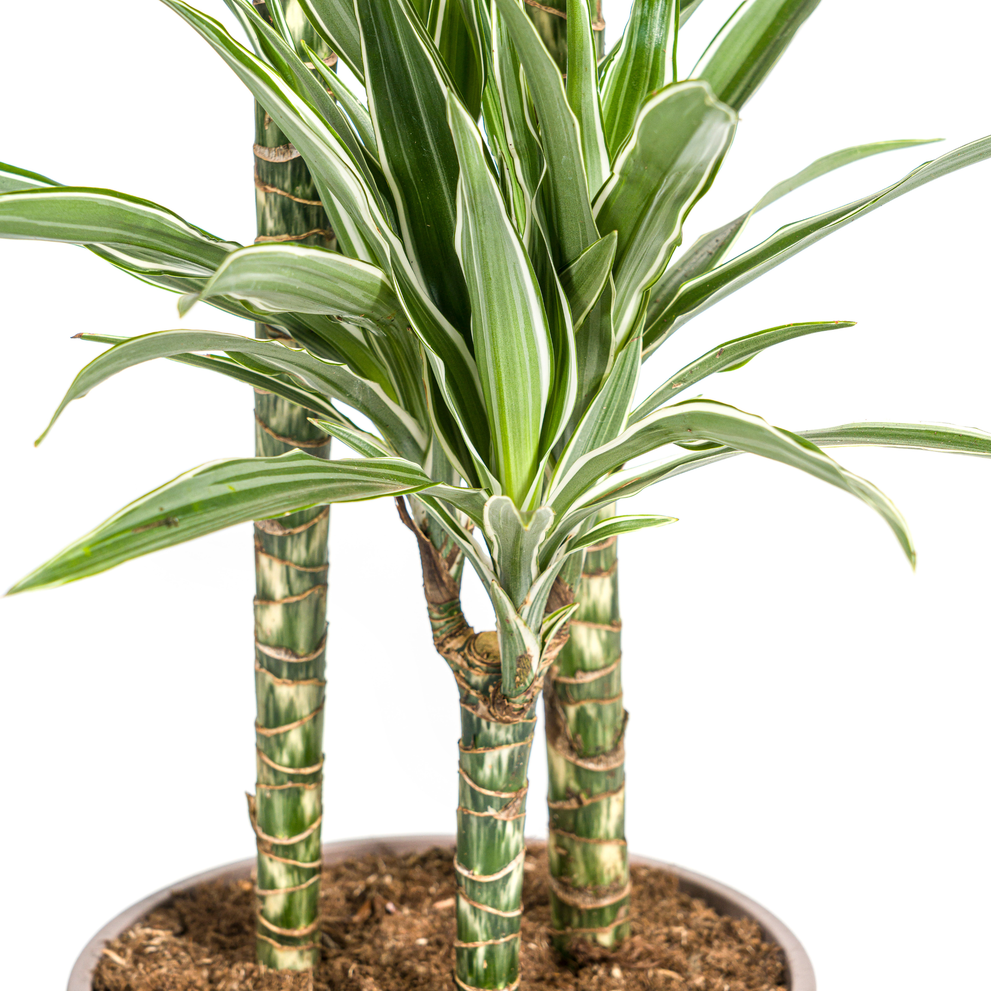 Drachenbaum - Dracaena Deremensis White Stripe | 130 - 150cm | Ø24cm
