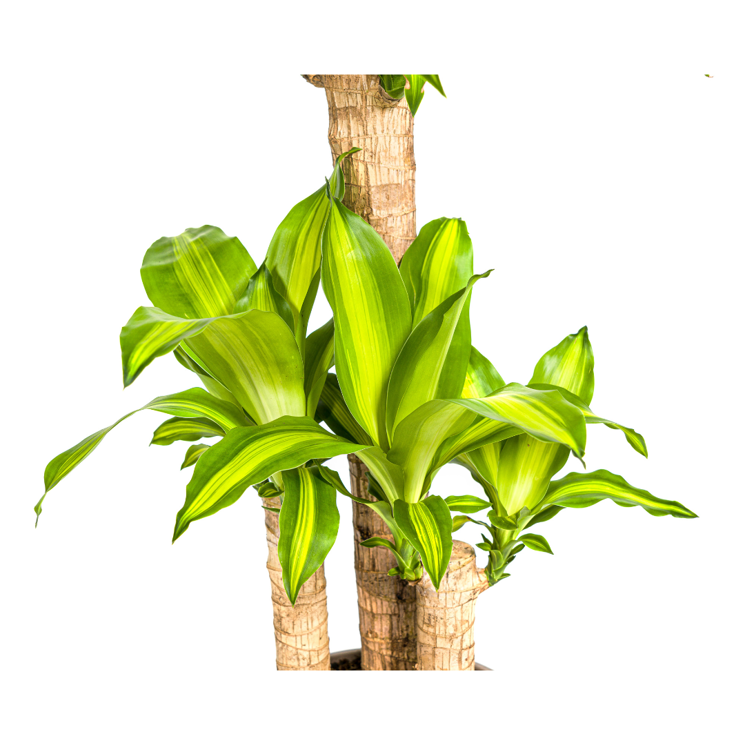 Duftender Drachenbaum - Dracaena Fragrans Massangeana | 90 - 110cm | Ø21cm