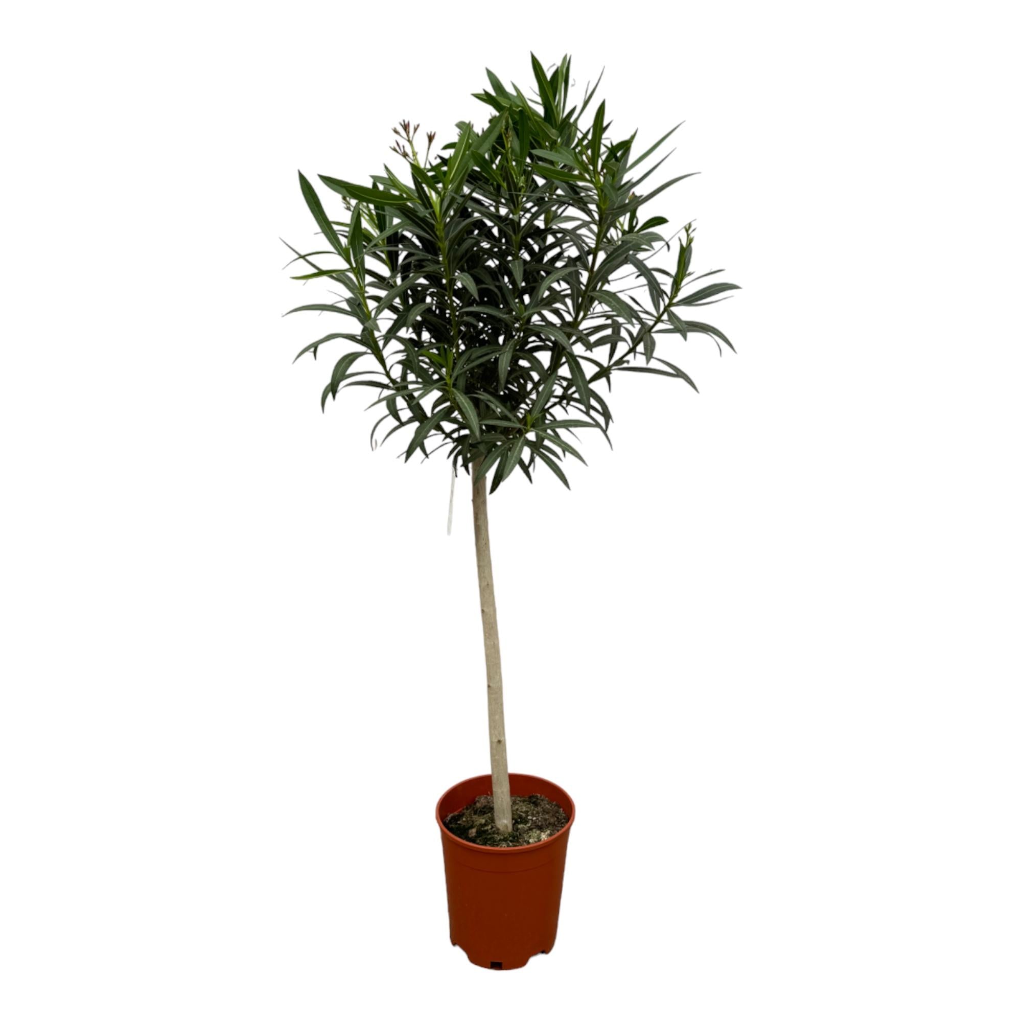Oleander auf Stamm - Nerium Oleander | 190 cm | Ø31cm