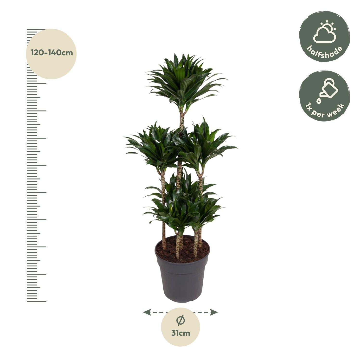 Drachenbaum – Dracaena Compacta 'Carrousel' | 130 cm | Ø31 cm