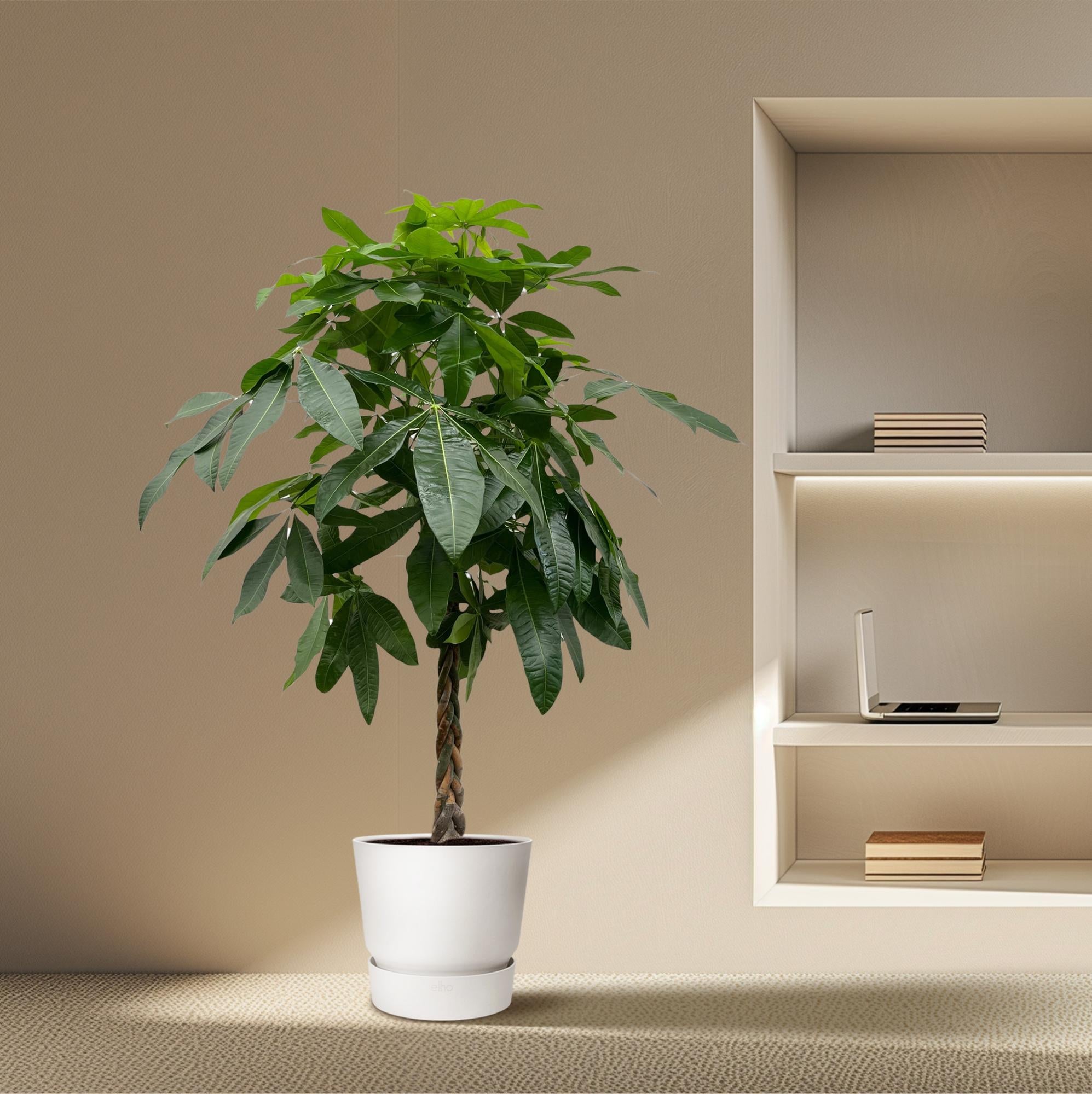 Pachira Aquatica - Glückskastanie, Geldbaum | 170 cm | Ø27 cm