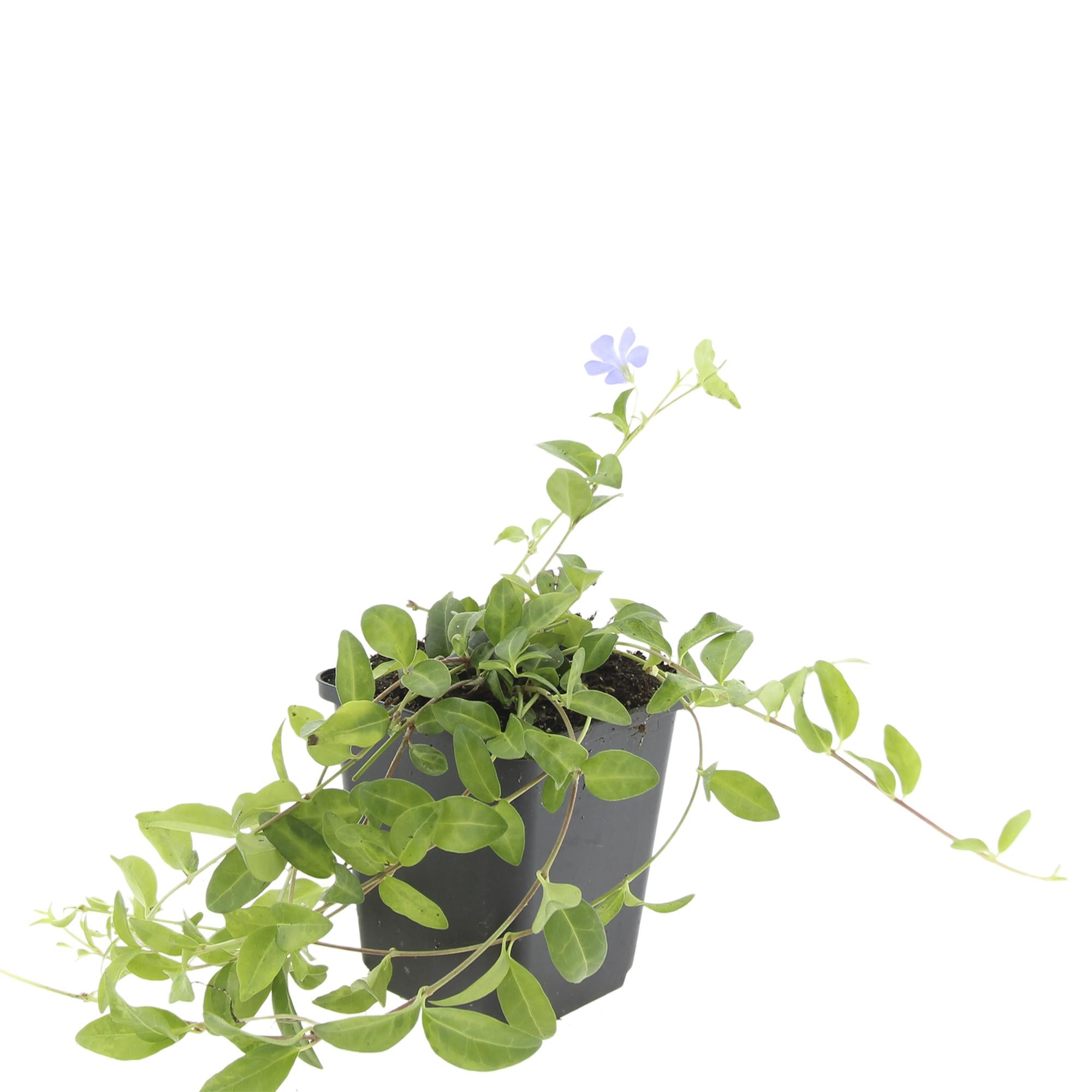 48x Kleinblütiges Immergrün - Vinca minor 'La Grave' | 10-25 cm | Ø9 cm