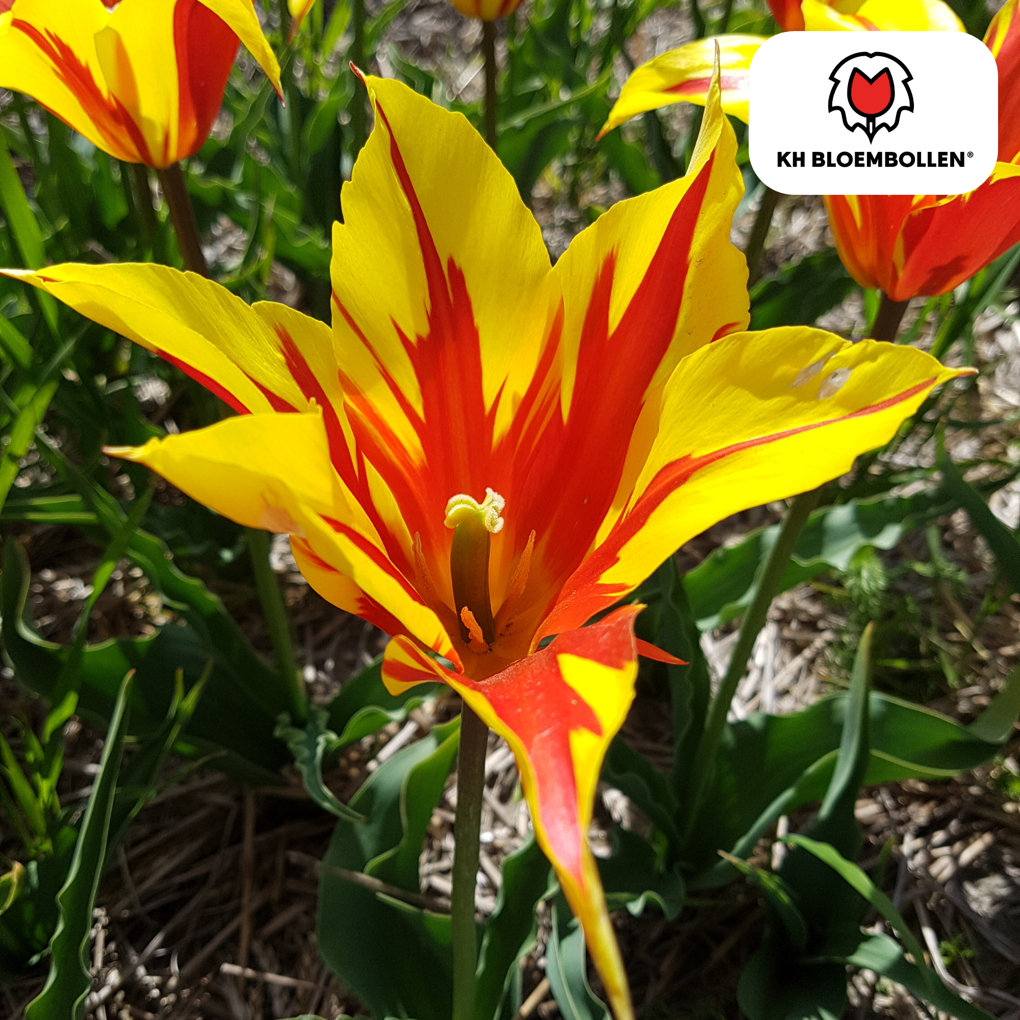 Tulpenzwiebeln Fire Wings – 20 Stück |Größe 11/12