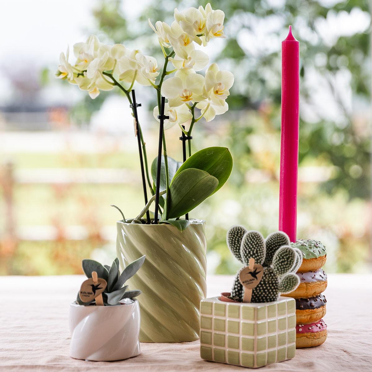 Gelbe Phalaenopsis-Orchidee Topfgröße Ø9cm|blühende Zimmerpflanze - frisch vom Züchter