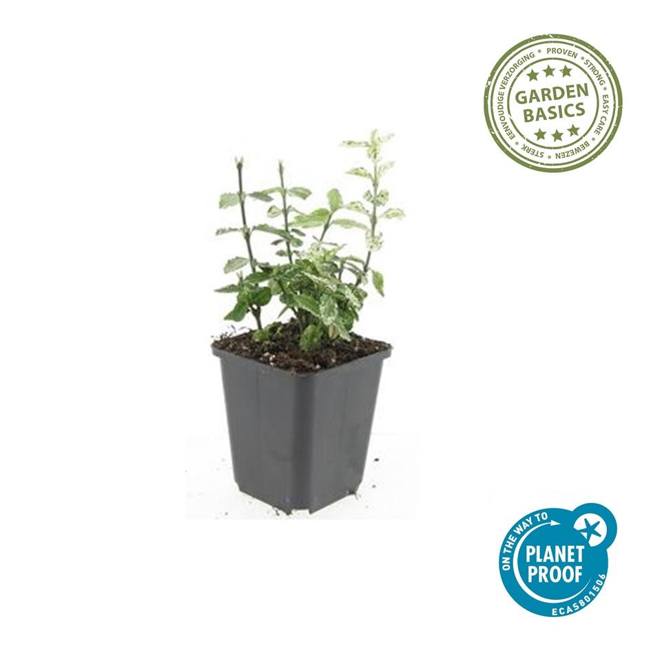48x Bunter Spindelstrauch - Euonymus fort. 'Harlequin' | 10-25cm | Ø9cm
