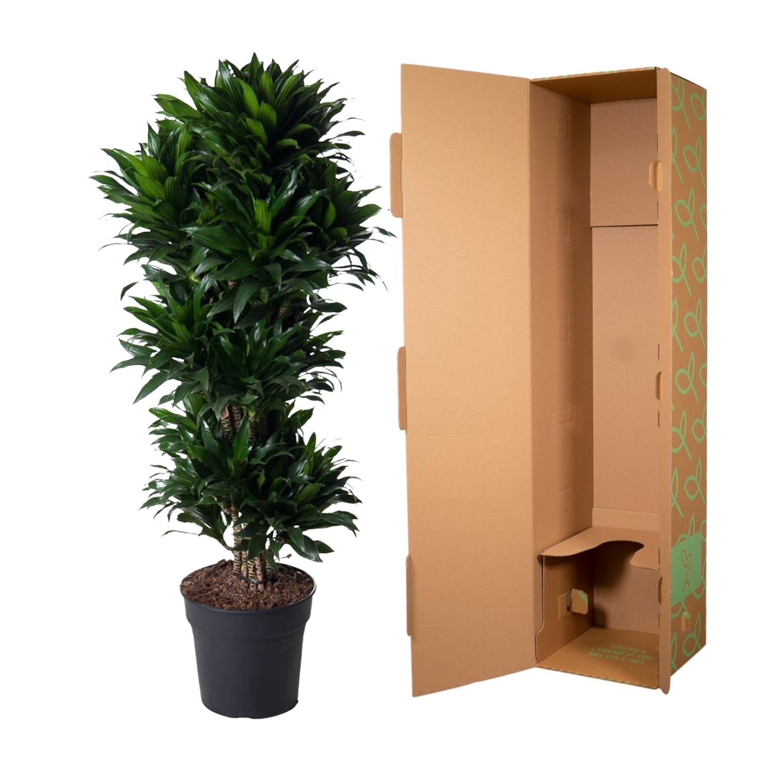 Dracaena Compacta - Drachenbaum | 140 cm | Ø31 cm