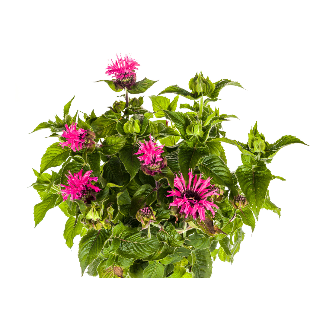 Purpur-Malve - Monarda Didyma Pink | 45-60 cm | Ø19 cm
