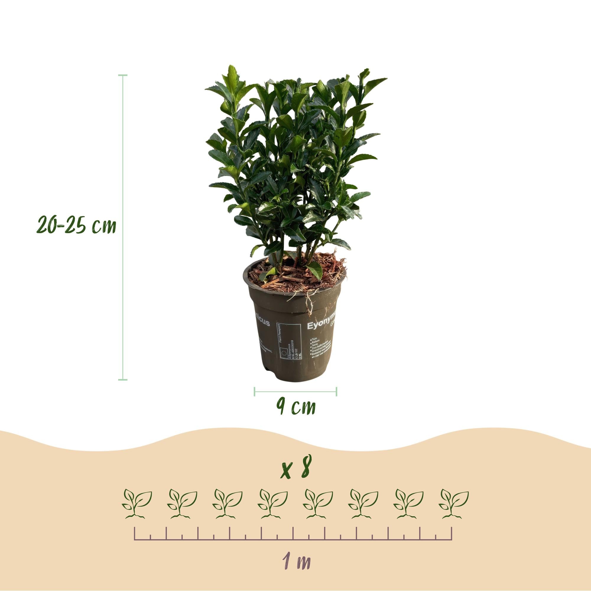 8x Japanischer Spindelstrauch - Pfaffenhütchen - Euonymus japonica Green Spire | 8 Pflanzen - 1 laufender Meter | Topf 9cm - Höhe 20-25cm