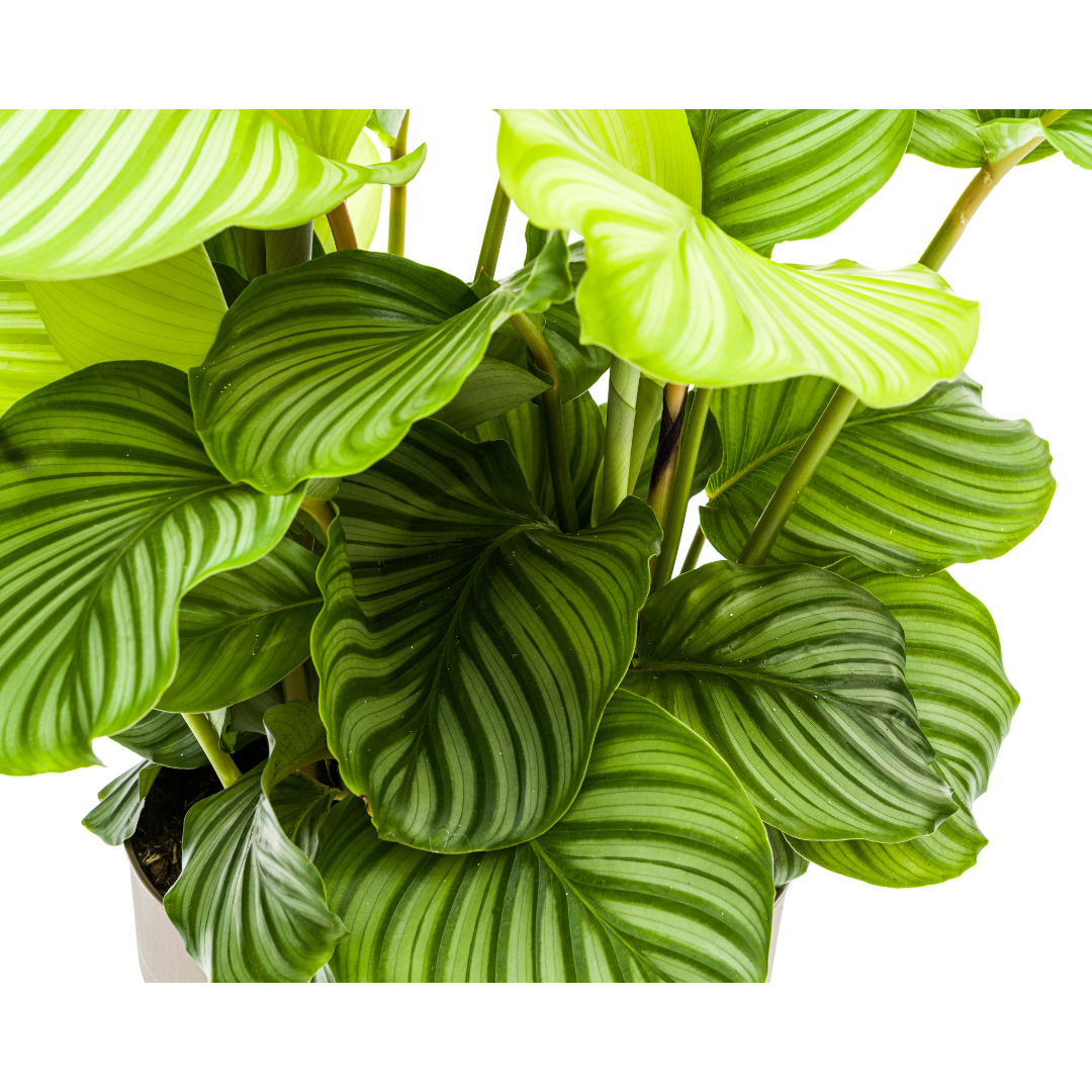 Korbmarante - Calathea Orbifolia | 70 - 90cm | Ø27cm