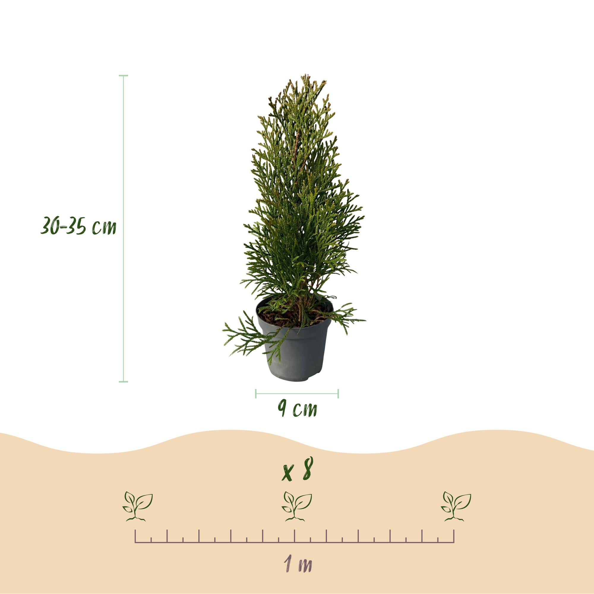 8x Thuja occidentalis Smaragd | 8 Pflanzen - 1 laufender Meter | Topf 9cm - Höhe 30-35cm