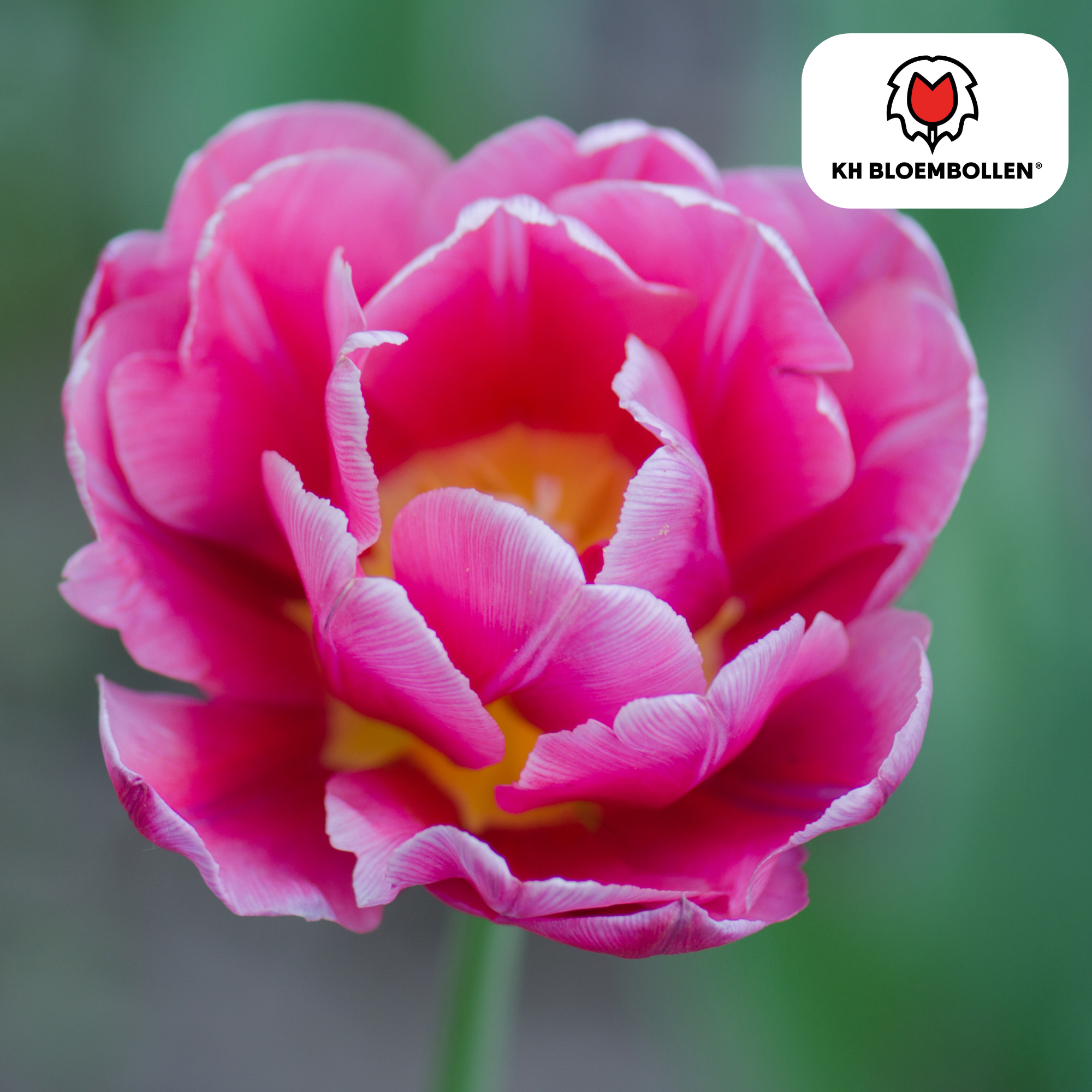 Tulpenzwiebeln Columbus – 20 Stück |Größe 11/12
