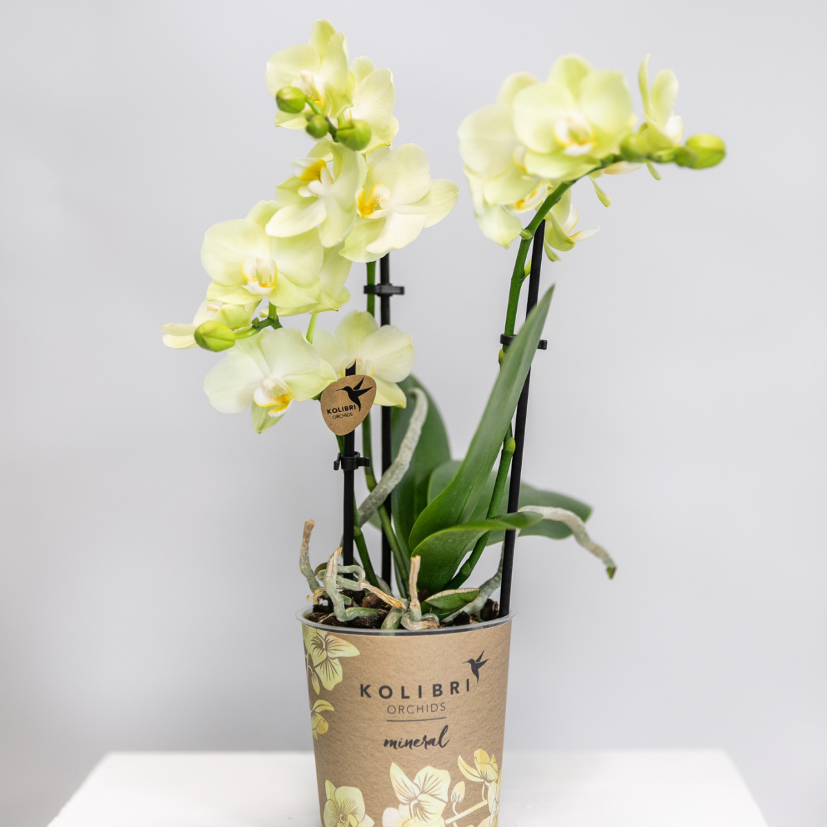 Gelbe Phalaenopsis-Orchidee Topfgröße Ø9cm|blühende Zimmerpflanze - frisch vom Züchter