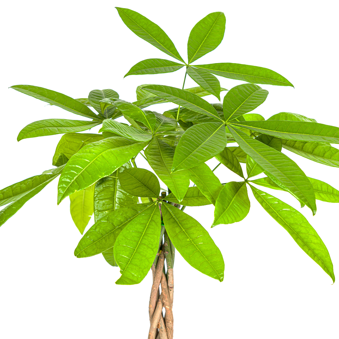 Glückskastanie – Pachira Aquatica | 70–90 cm | Ø19 cm