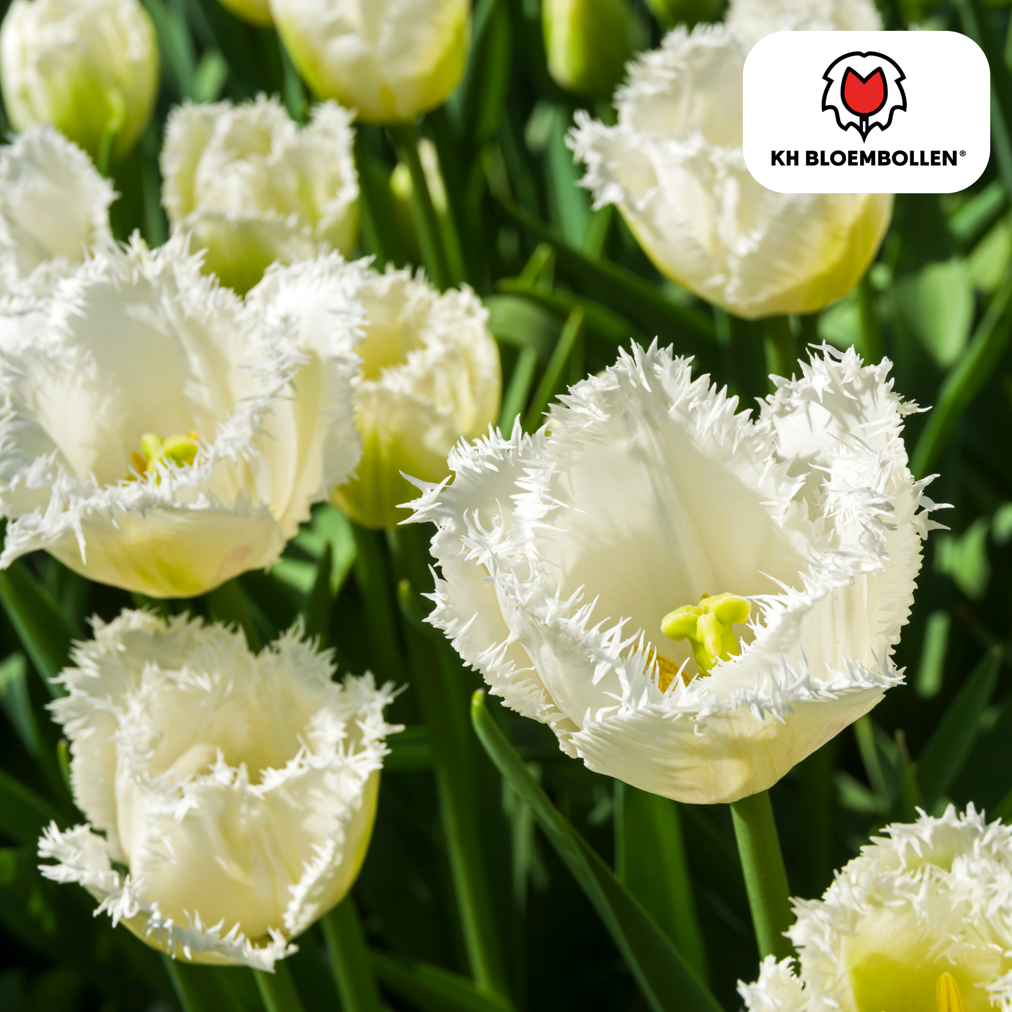 Tulpenzwiebeln – Honeymoon | 20 Stück | Zwiebelgröße 11/12