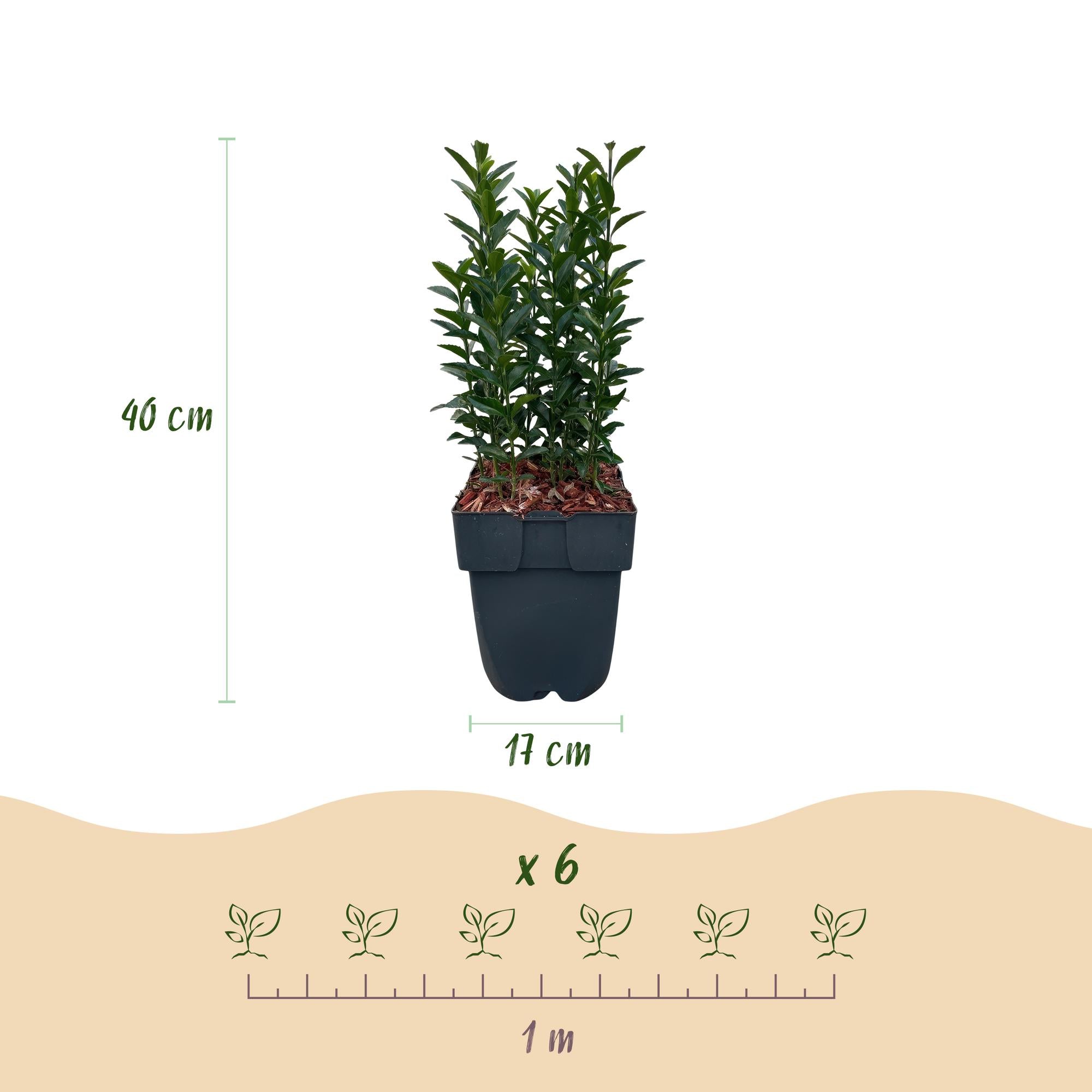 6x Japanischer Spindelstrauch - Euonymus japonica Green Spire | 6 Pflanzen - 1 laufender Meter | Topf 17cm - Höhe 40cm