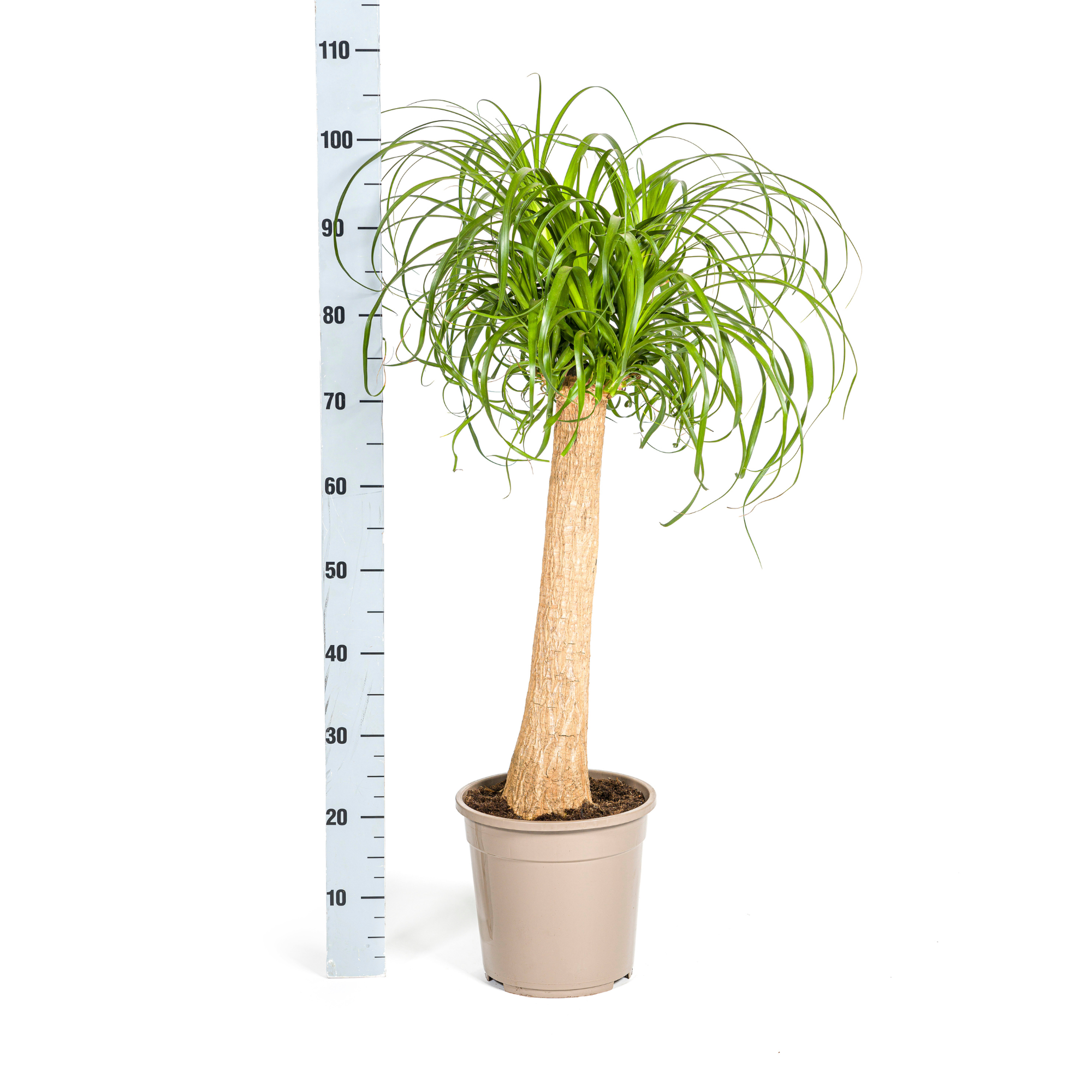 Elefantenfuß – Beaucarnea Recurvata | 80–100 cm | Ø24 cm