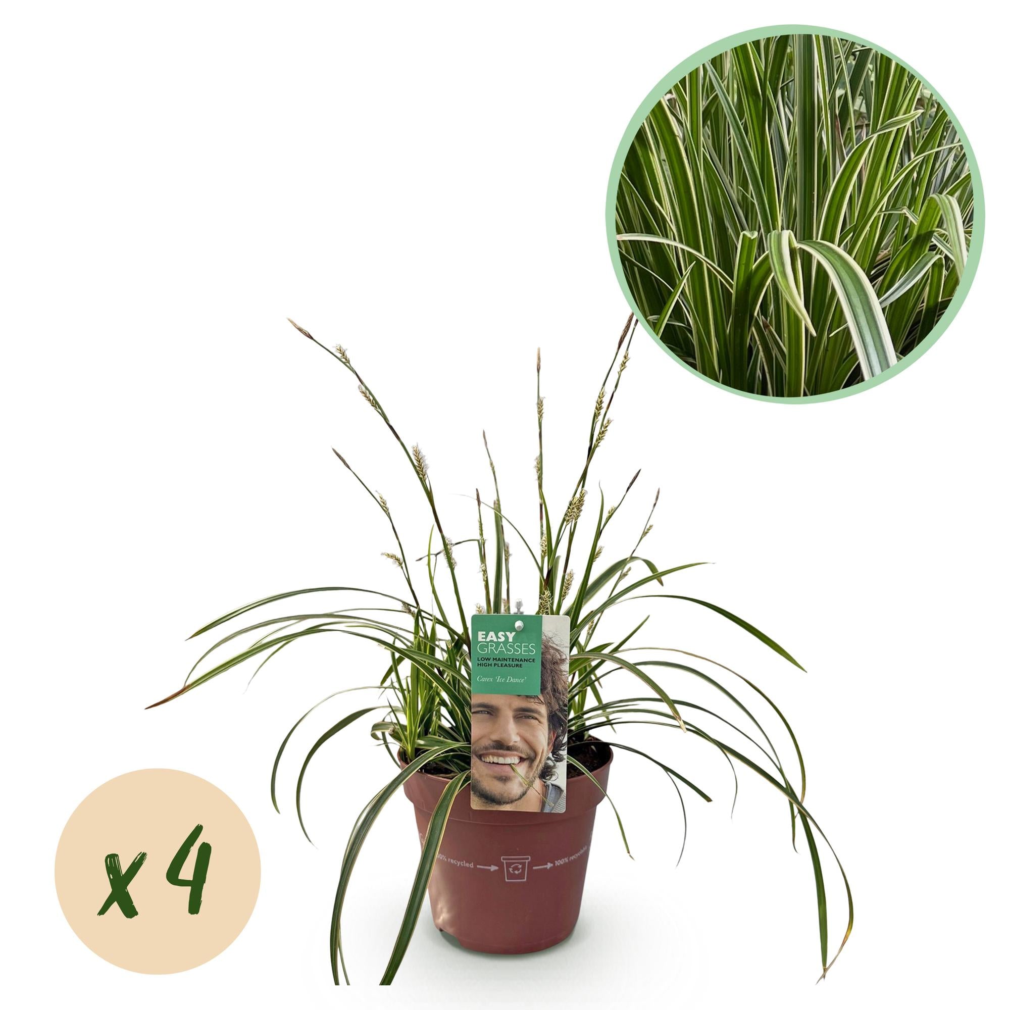 4x Japan-Segge - Carex morrowii Ice Dance | 50 cm | Ø17 cm