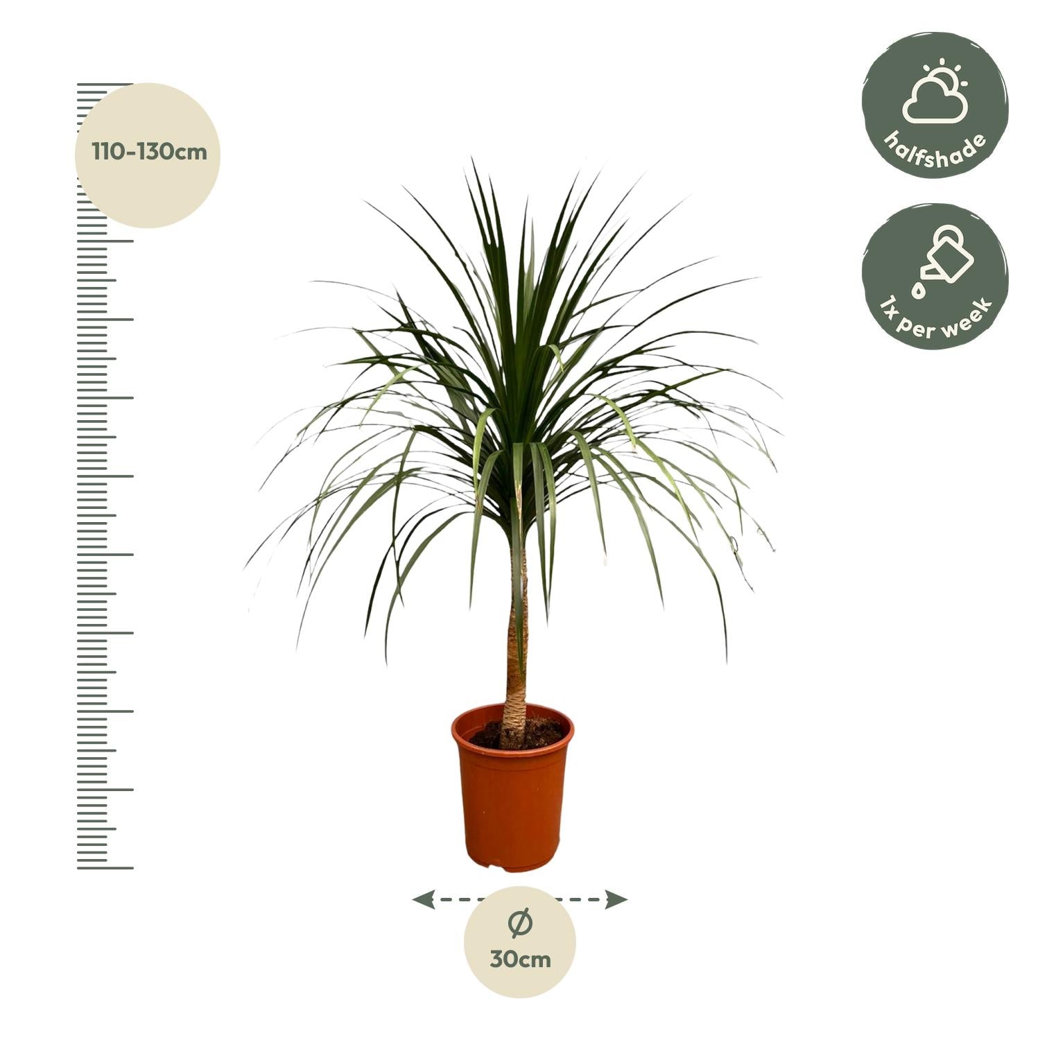 Drachenbaum – Dracaena Draco | 120 cm | Ø30 cm