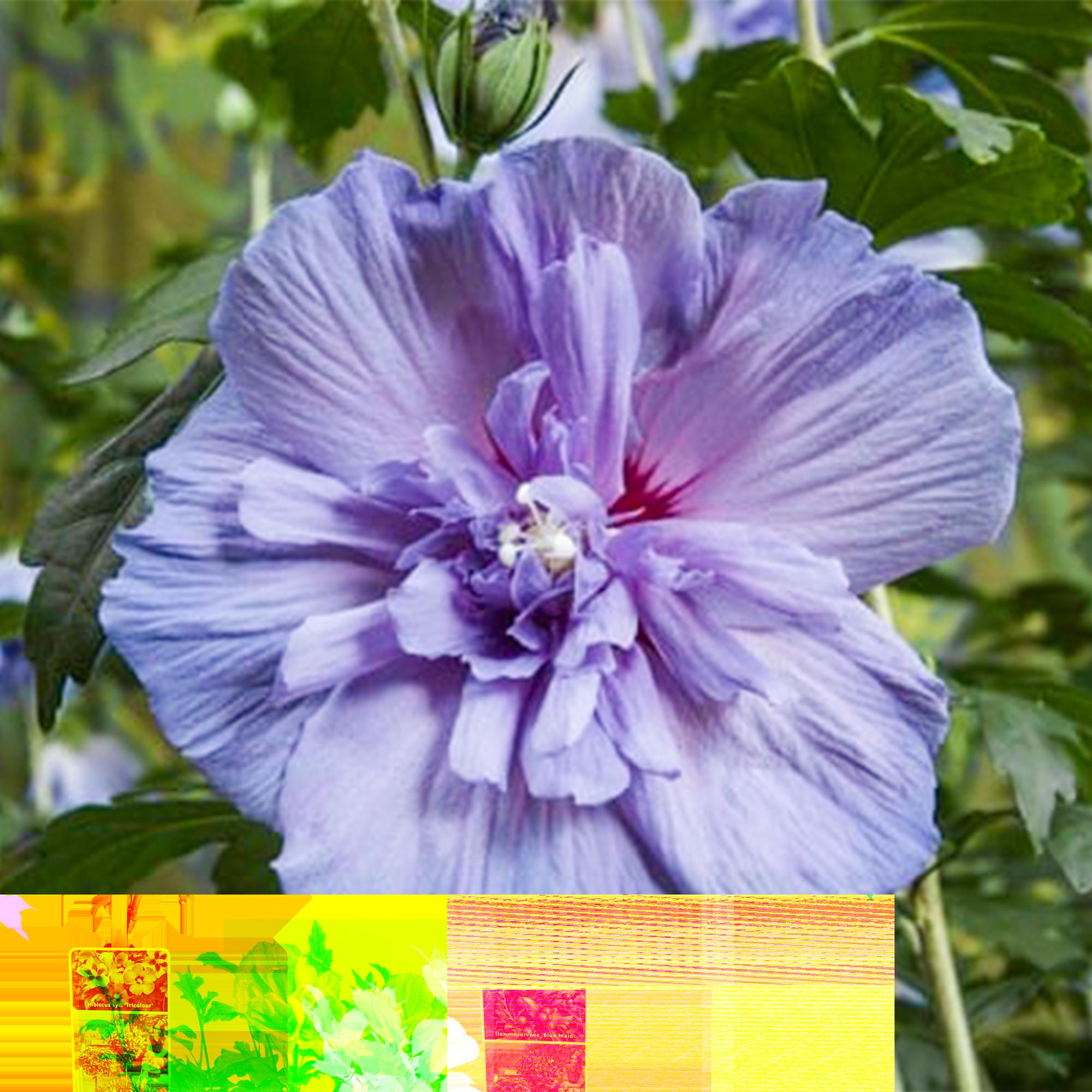 Garteneibisch Blue Chiffon® – Hibiscus syriacus | Stammpflanze | 90 cm | Ø19 cm