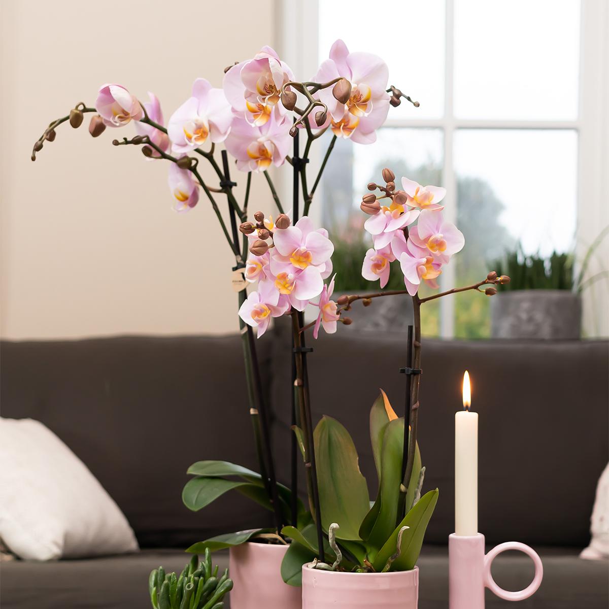 Rosa Phalaenopsis Orchidee -Mineral Kikion - Topfgröße Ø12cm | blühende Zimmerpflanze - frisch vom Züchter