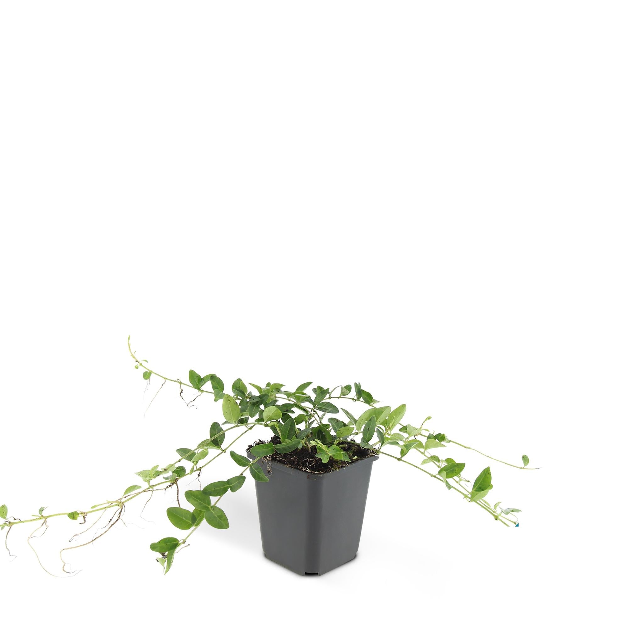 48x Kleinblütiges Immergrün - Vinca minor ‘Alba’ | 10-25 cm | Ø9 cm