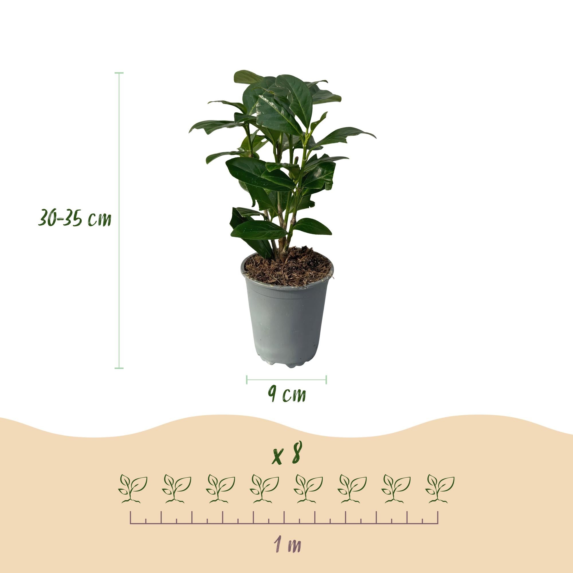 8x Kirschlorbeer - Prunus laurocerasus Novita | 8 Pflanzen - 1 laufender Meter | Topf 9cm - Höhe 30-35cm