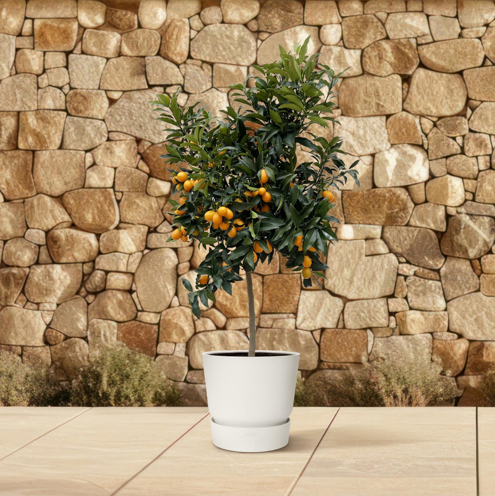 Kumquatbaum - Citrus Kumquat | 150 cm | Ø40 cm