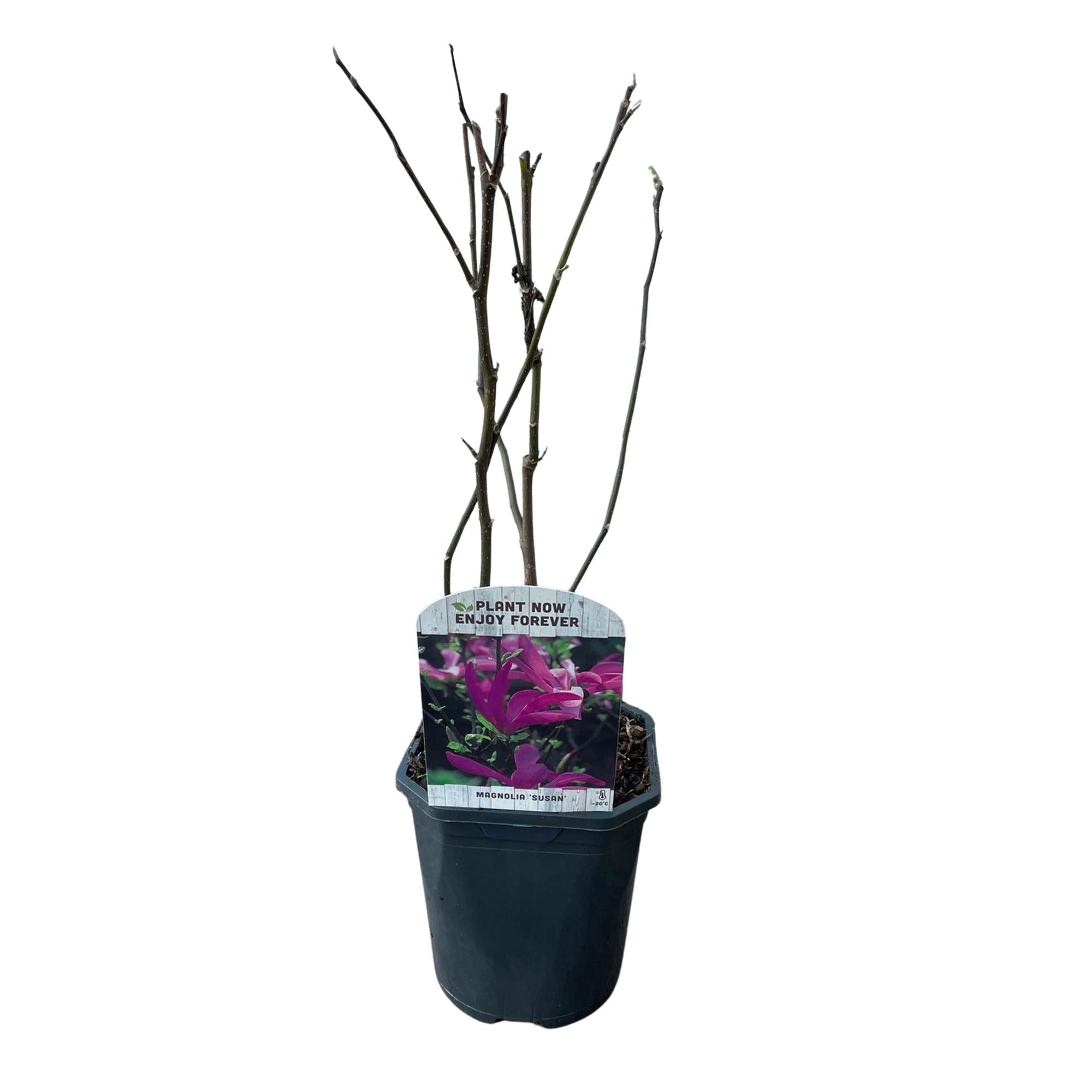 Tulpenmagnolie - Magnolie - Magnolia Susan | Topf 17cm Höhe 45cm