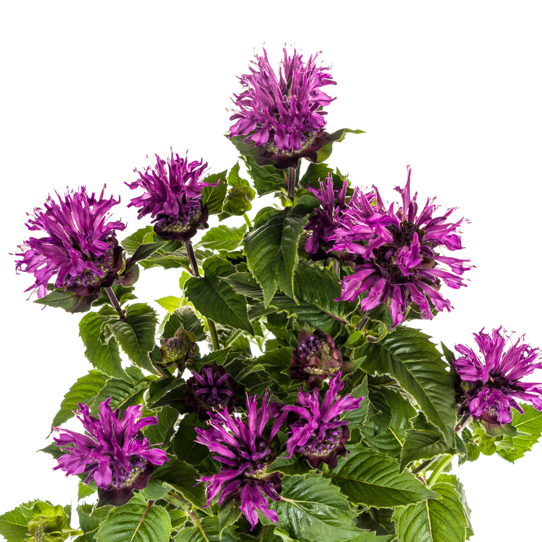 Purpur-Malve - Monarda Didyma Purple | 45-60 cm | Ø19 cm