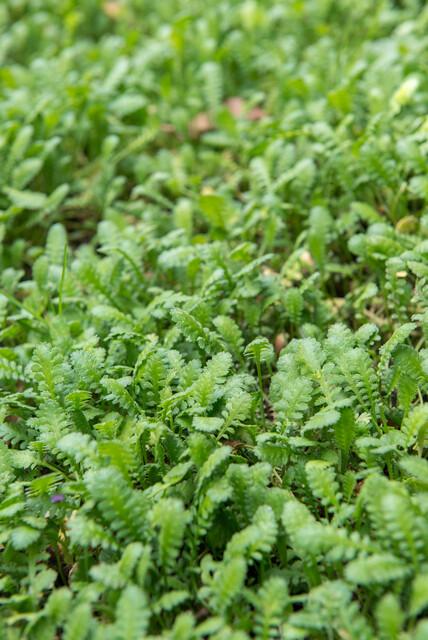 48x Braunes Fiederpolster - Leptinella squalida | 10-25cm | Ø9cm