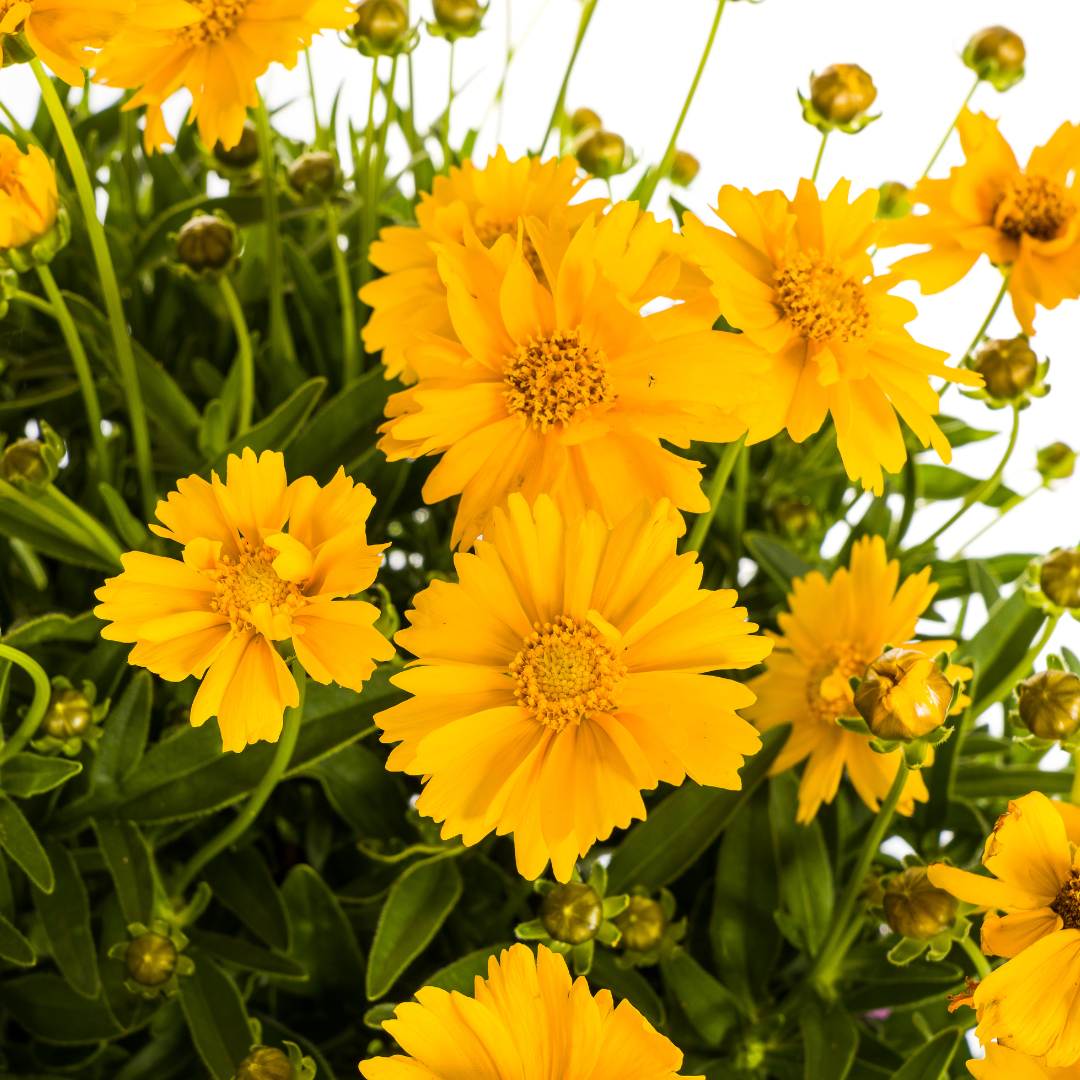 Großblumige Mädchenauge - Coreopsis grandiflora | 50-60 cm | Ø19 cm